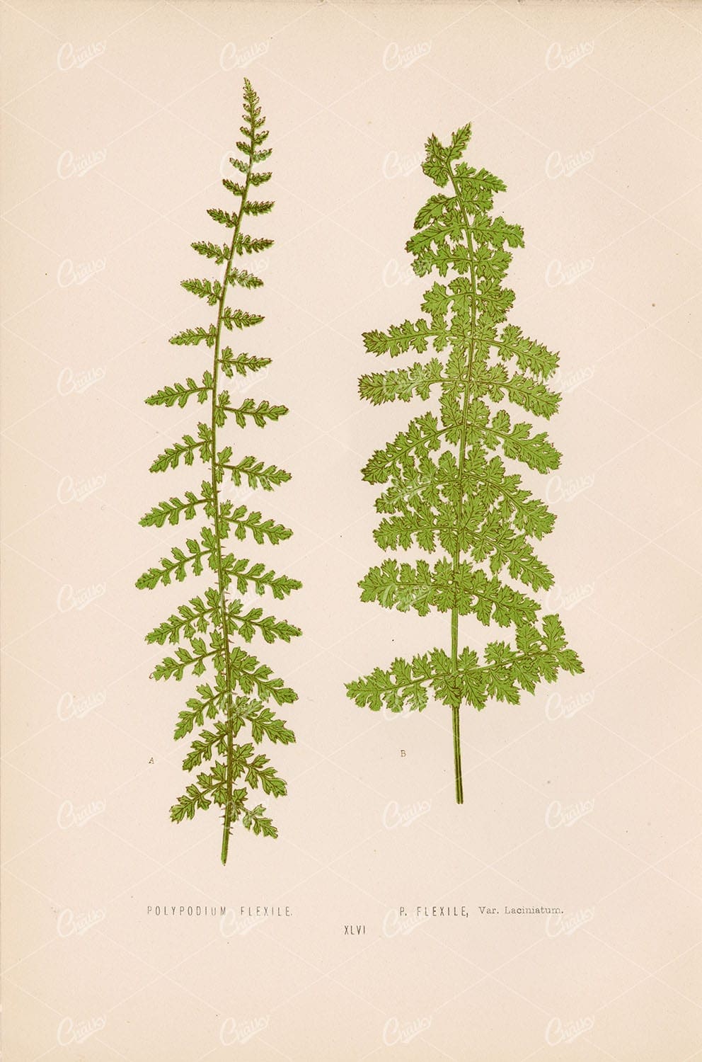 VINTAGE Botanical Fern Artwork by Edward Lowe - Polypodium Species Plate XLVI