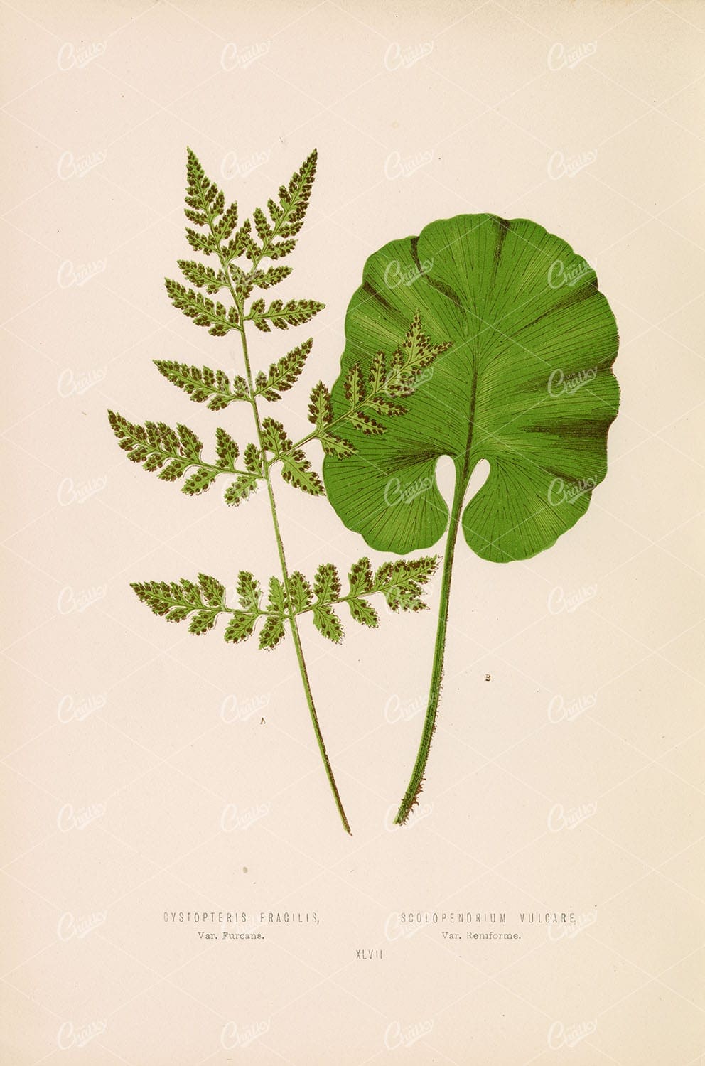 VINTAGE Botanical Fern Artwork by Edward Lowe - Polypodium Species Plate XLVII