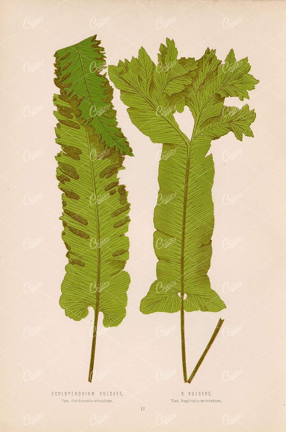 SCOLOPENDRIUM Vulcare, by Edward Lowe. Vintage Botany Artwork Plate LI