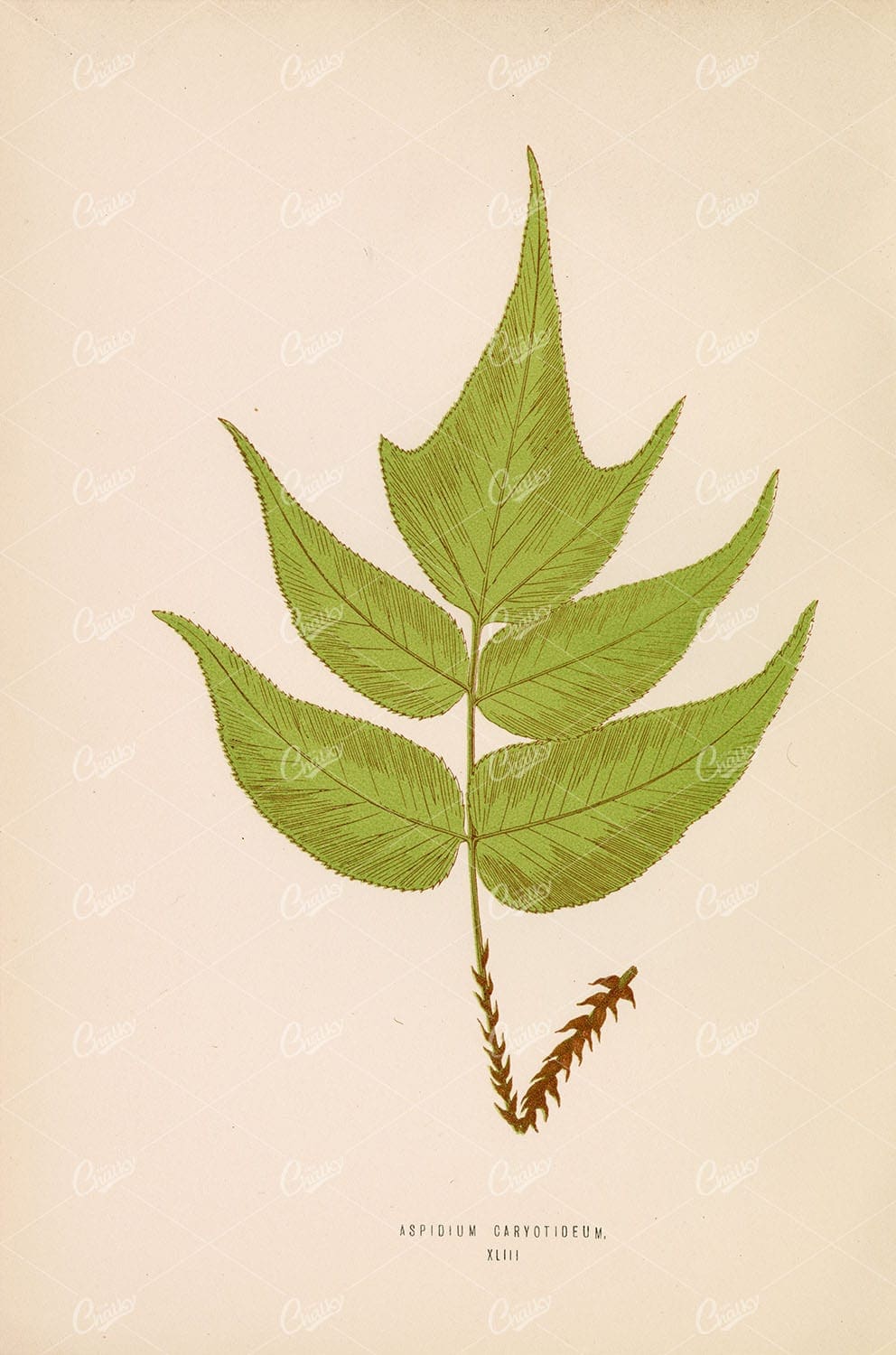 LOWE, Edward. Vintage Fern Stock Image, Aspidium Caryotideum Species Plate XLIII