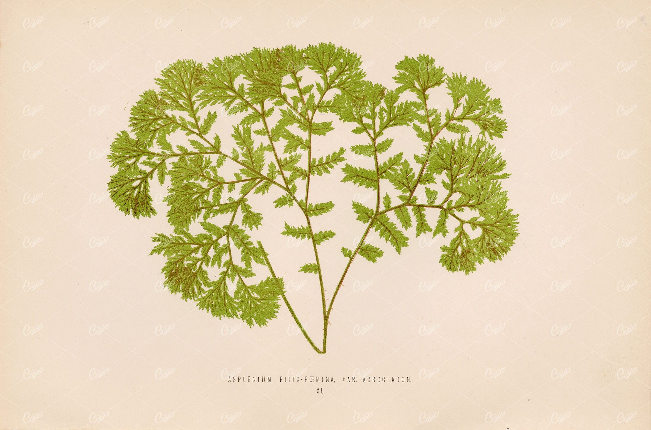 VINTAGE Fern Botanical Stock Image by Edward Lowe. Asplenium Filix Plate XL