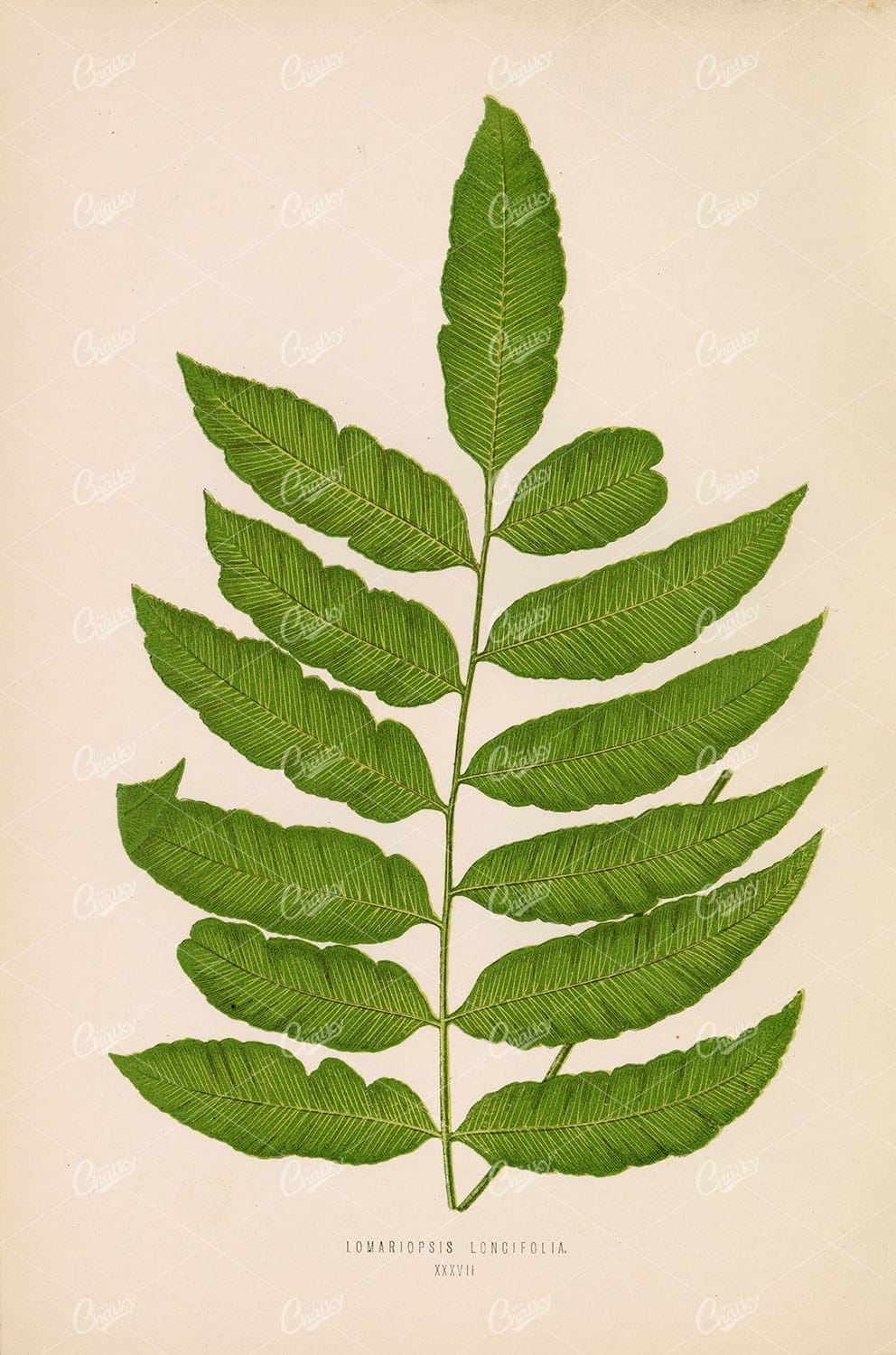 VINTAGE Fern Botanical Stock Image by Edward Lowe, Lomariopsis Longifolia XXXVII