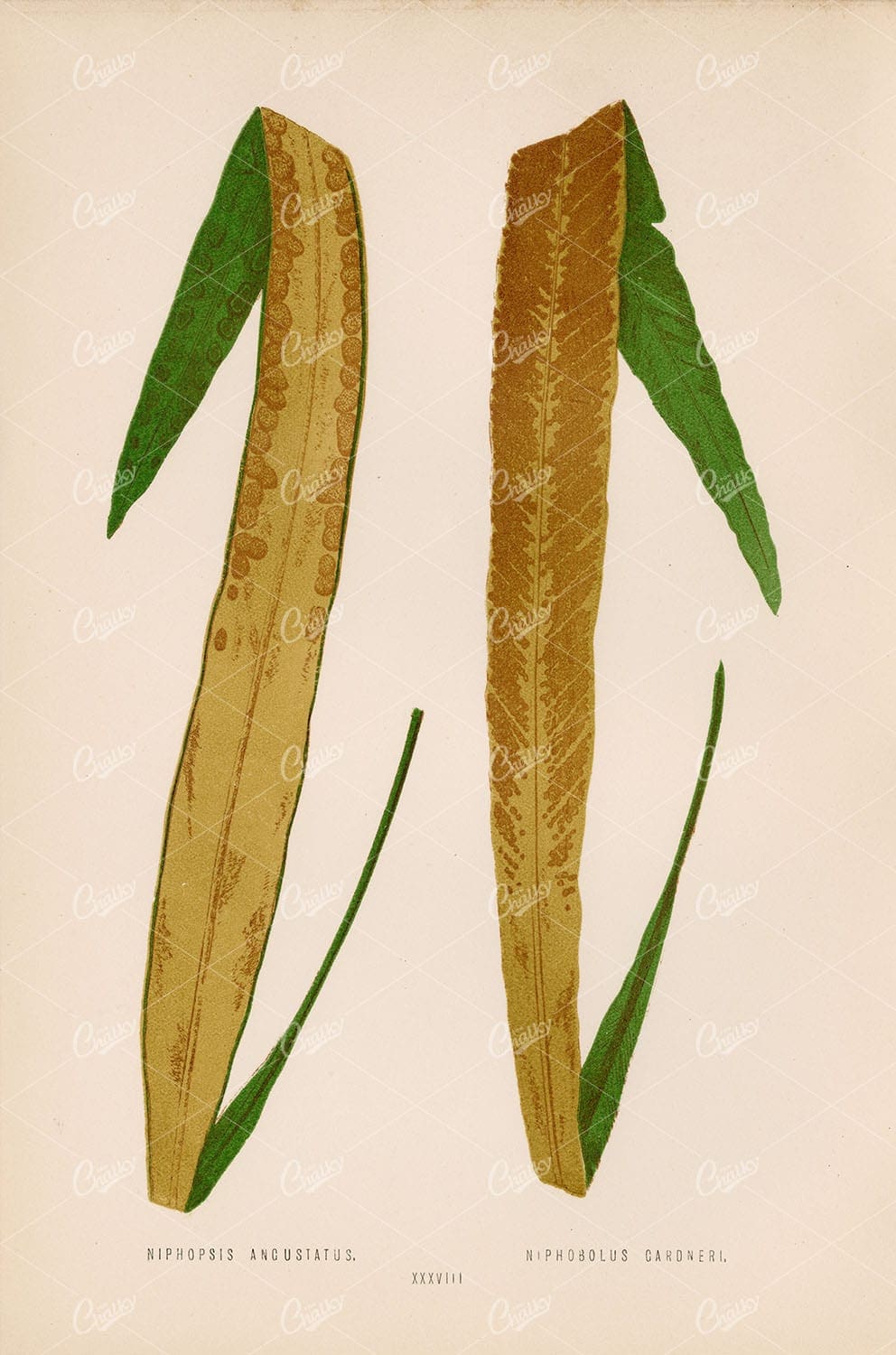 LOWE, Edward. Vintage Fern Stock Image, Multiple Species Plate XXXVIII