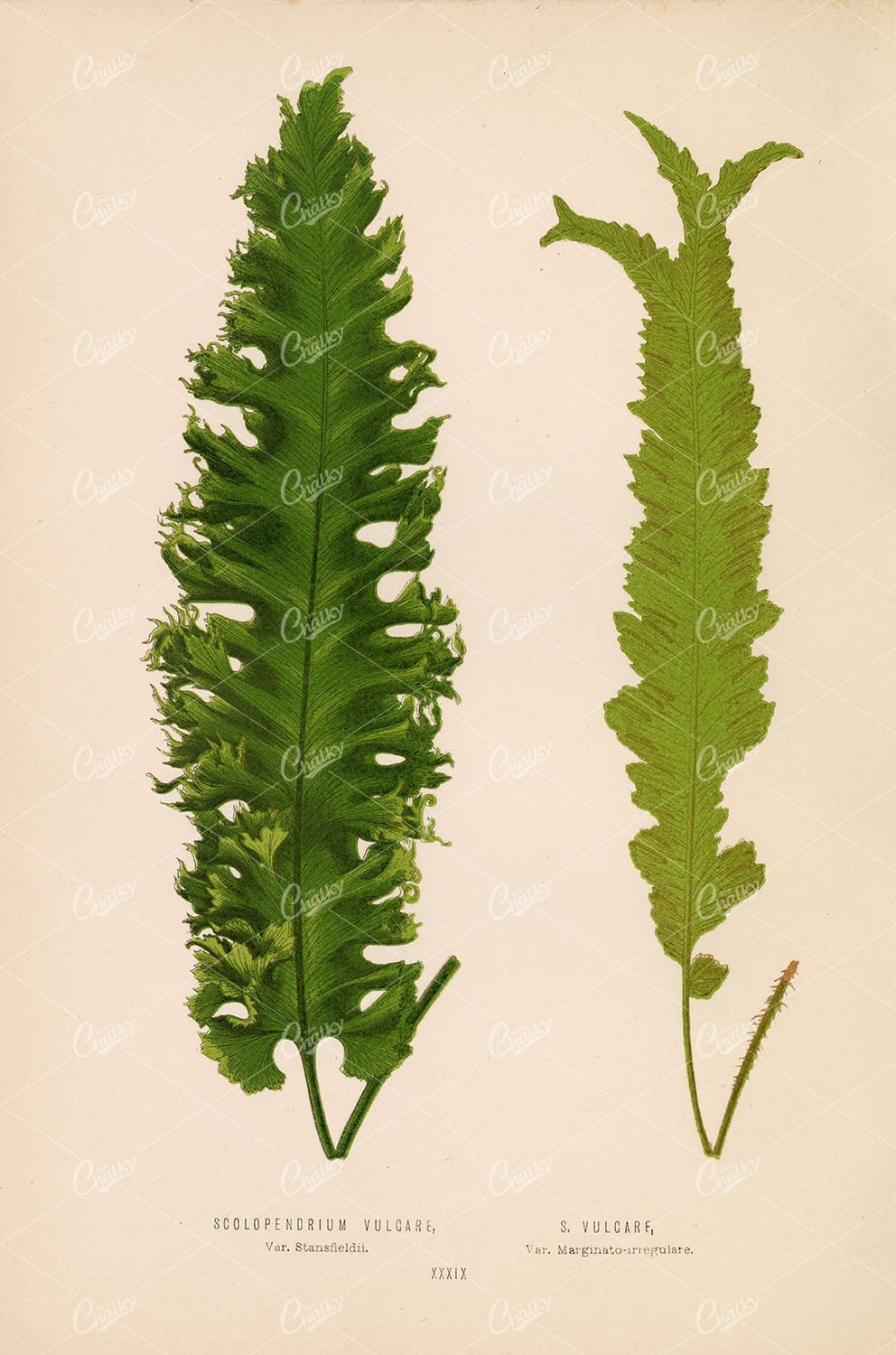 EDWARD Lowe, Scolopendrium Vulcare Fern Species Artwork. Plate XXXIX