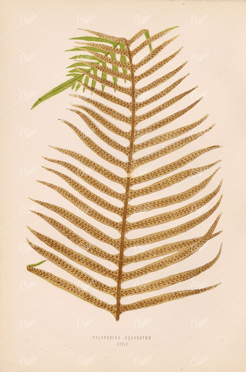 EDWARD Lowe, Polypodium Squamatum Fern Species Artwork. Plate XXXIV