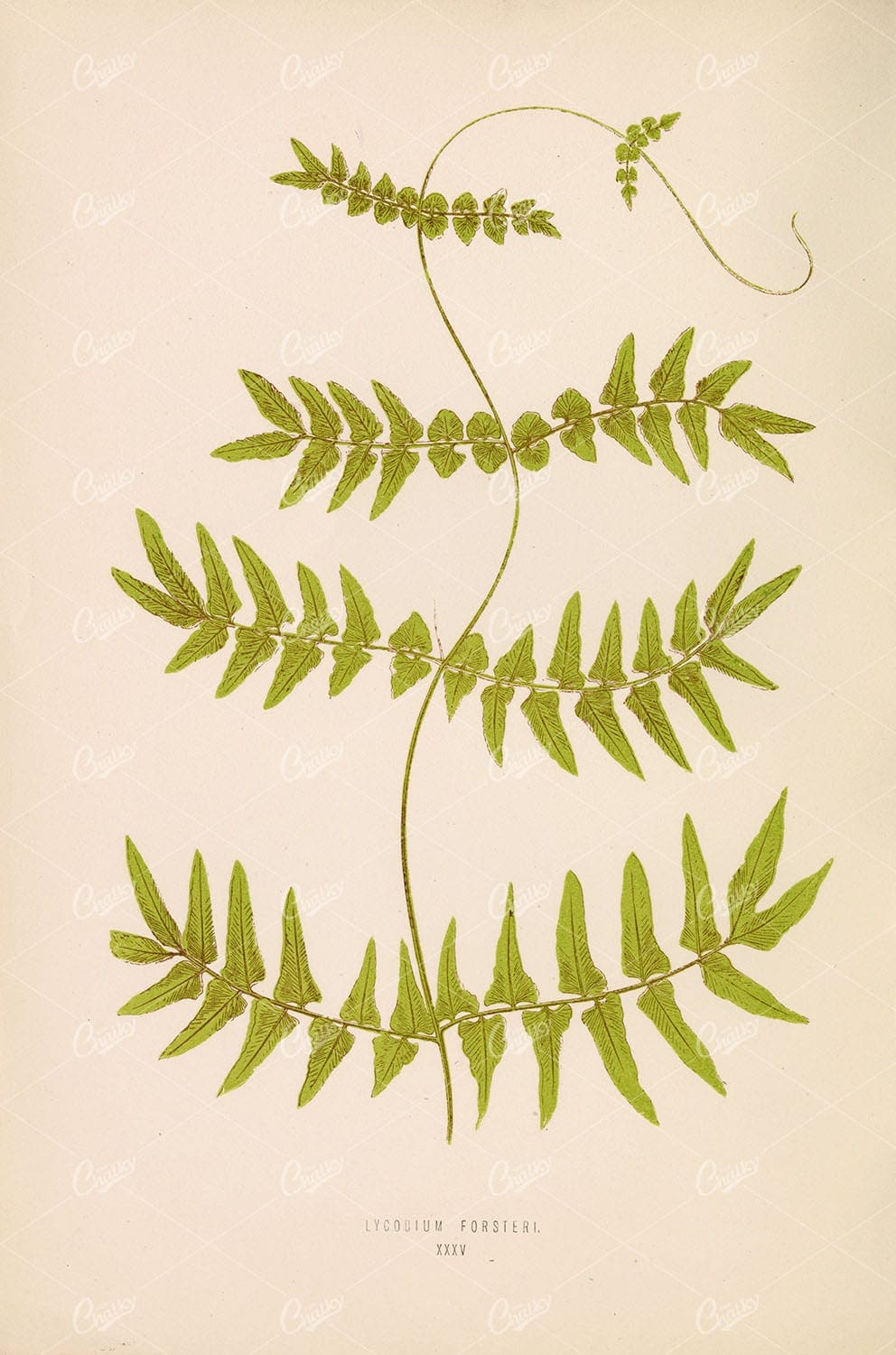 EDWARD Lowe, Lycodium Forsteri Fern Species Artwork. Plate XXXV