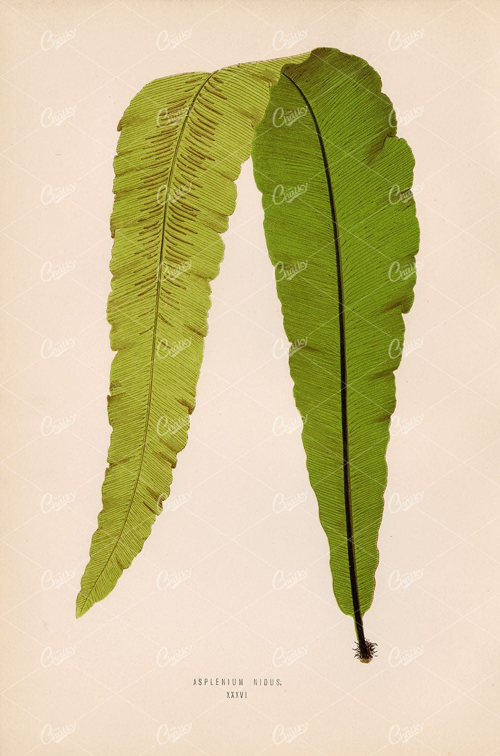 LOWE, Edward Joseph, Fern Illustration. Asplenium Nidus Species Plate XXXVI