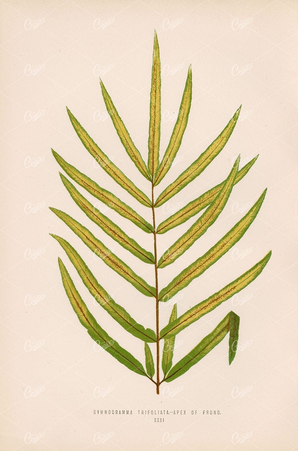 FERN Illustration by Edward Lowe. Gymnogramma Trifoliata Species Plate XXXI