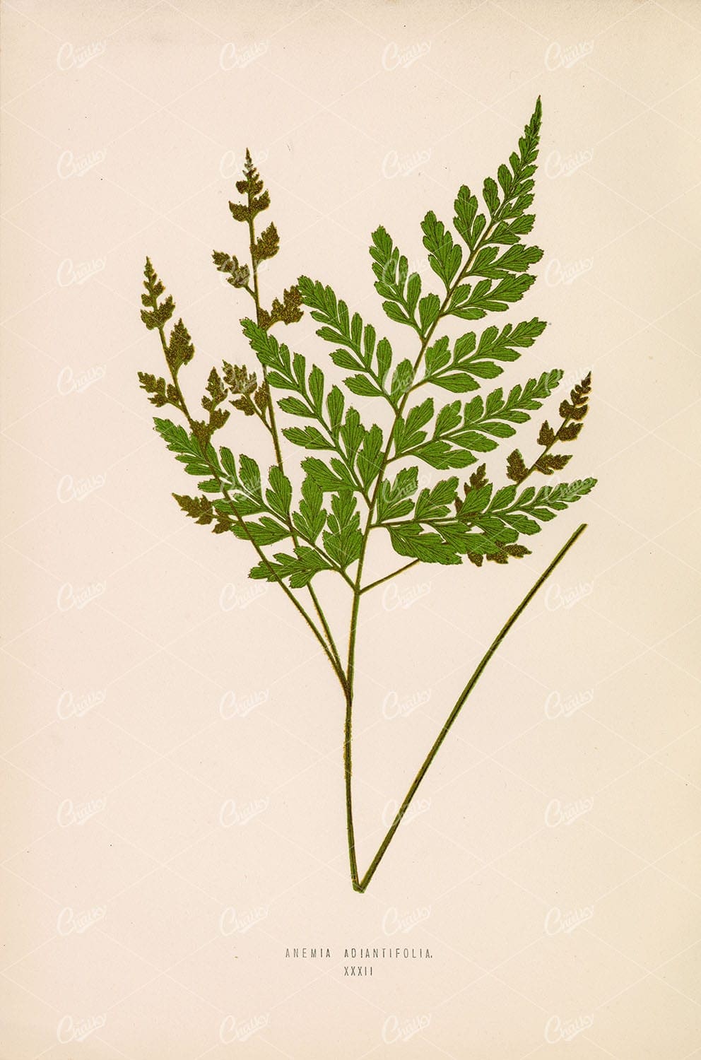 FERN Illustration by Edward Lowe. Anemia Adiantifolia Species Plate XXXII