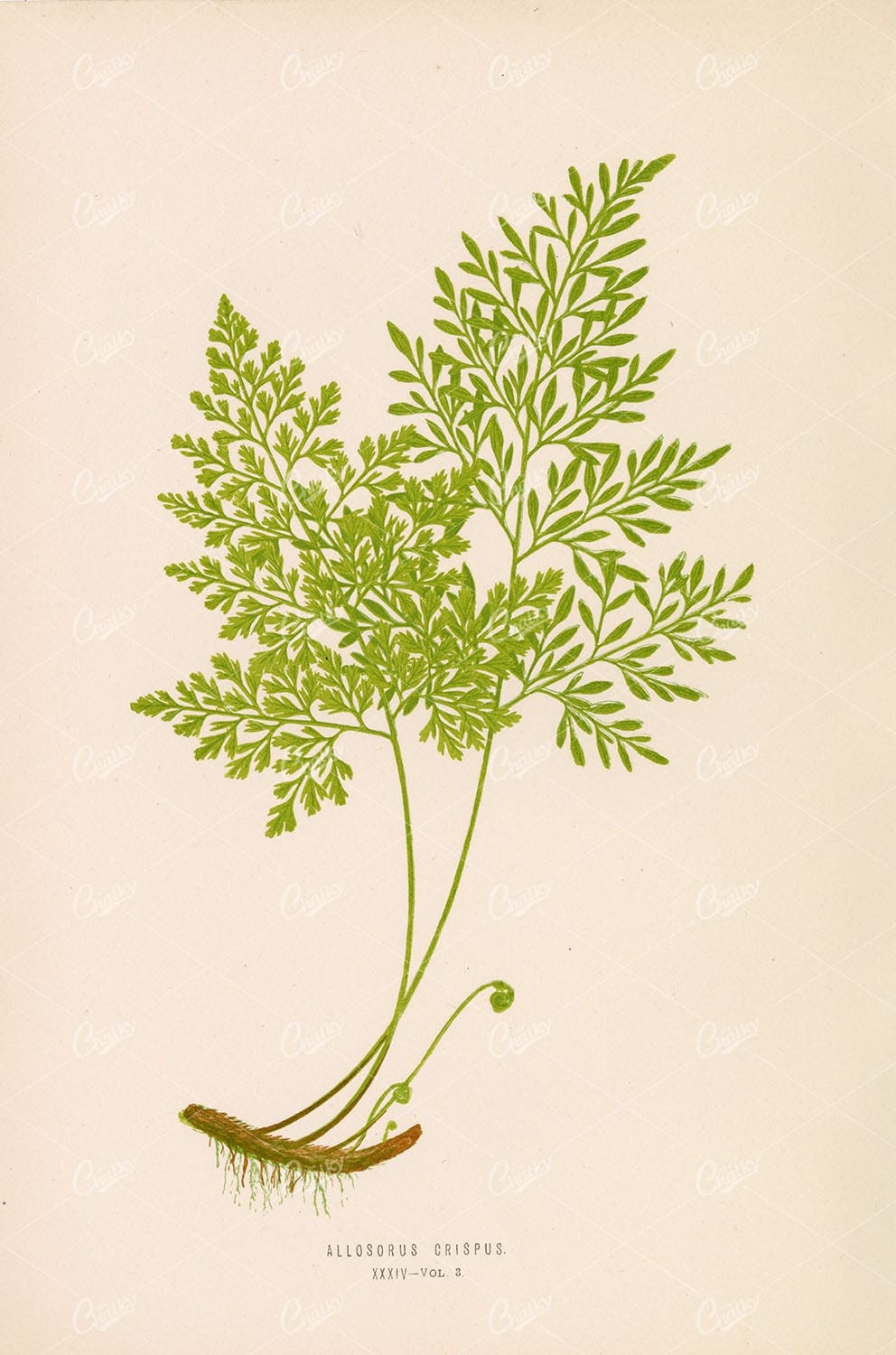 VINTAGE Illustration by Edward Lowe, Allosorus Crispus Plate XXXIV