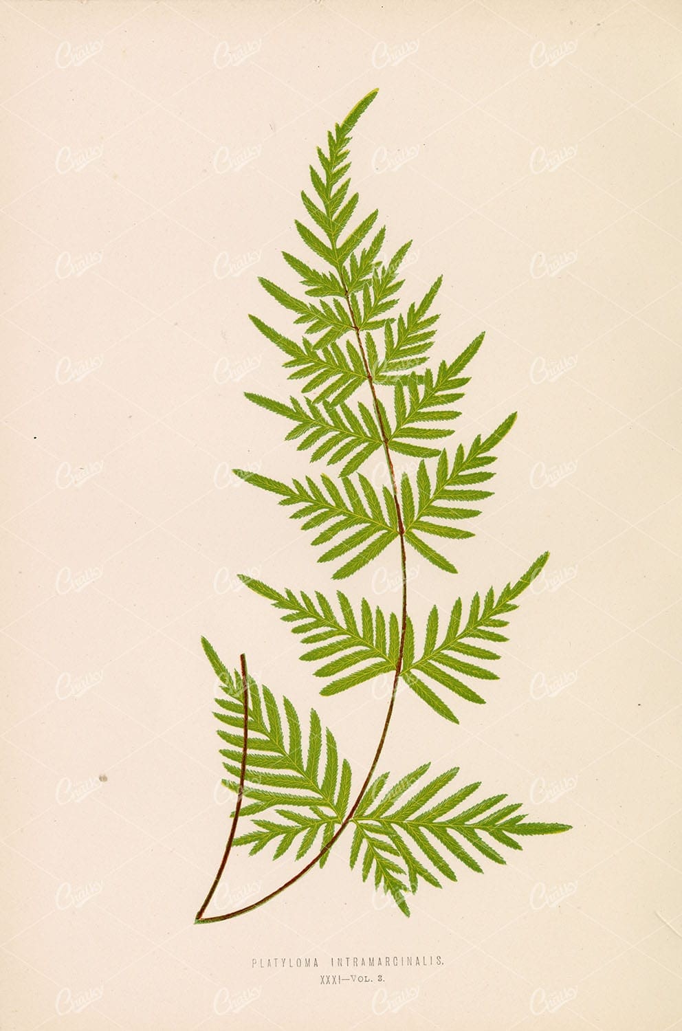 BOTANY Illustration by Edward Lowe, Platyloma Intramarginalis Plate XXXI