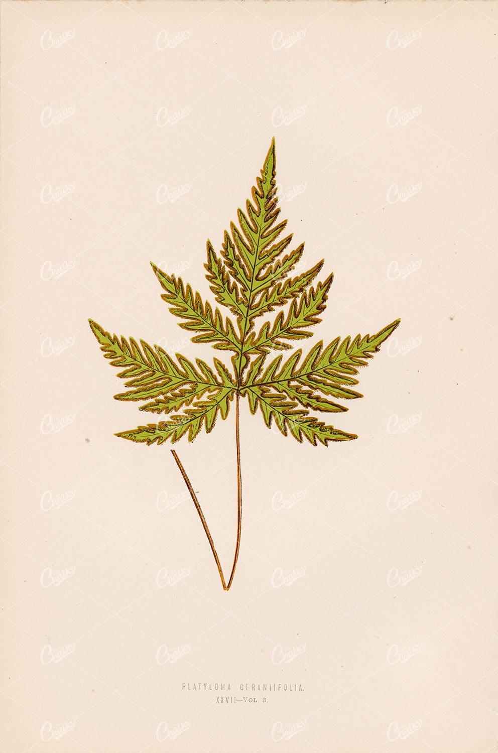 LOWE, Edward. Fern Illustration of the Platyloma Geraniifolia Species Plate XXIV