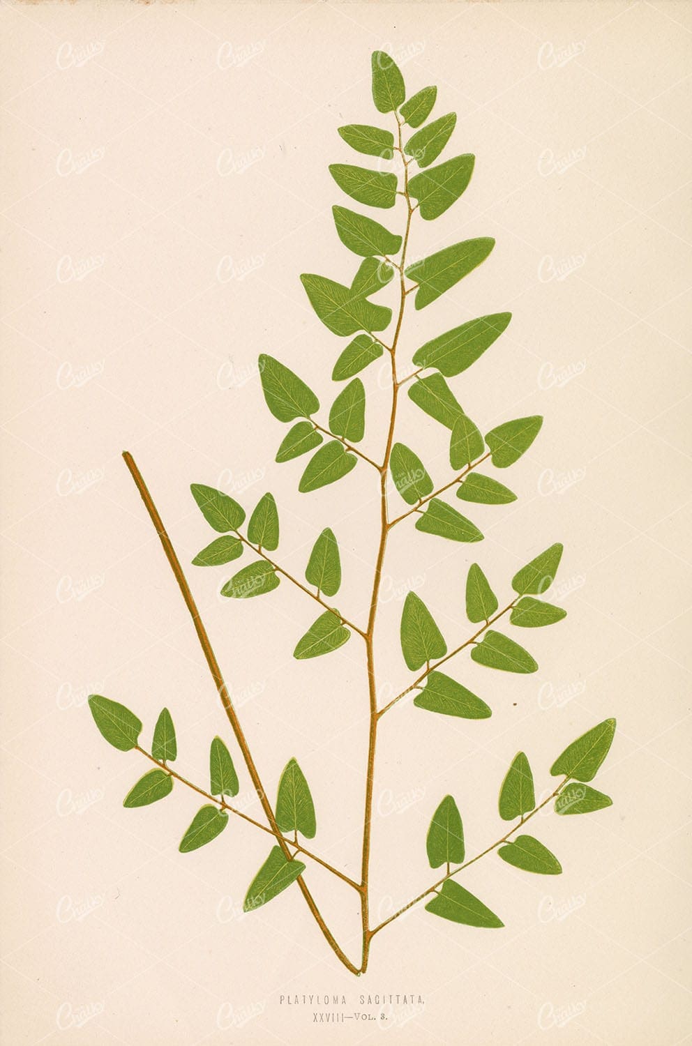 PLATYLOMA Sacittata Illustration by Edward Lowe Plate XXVIII