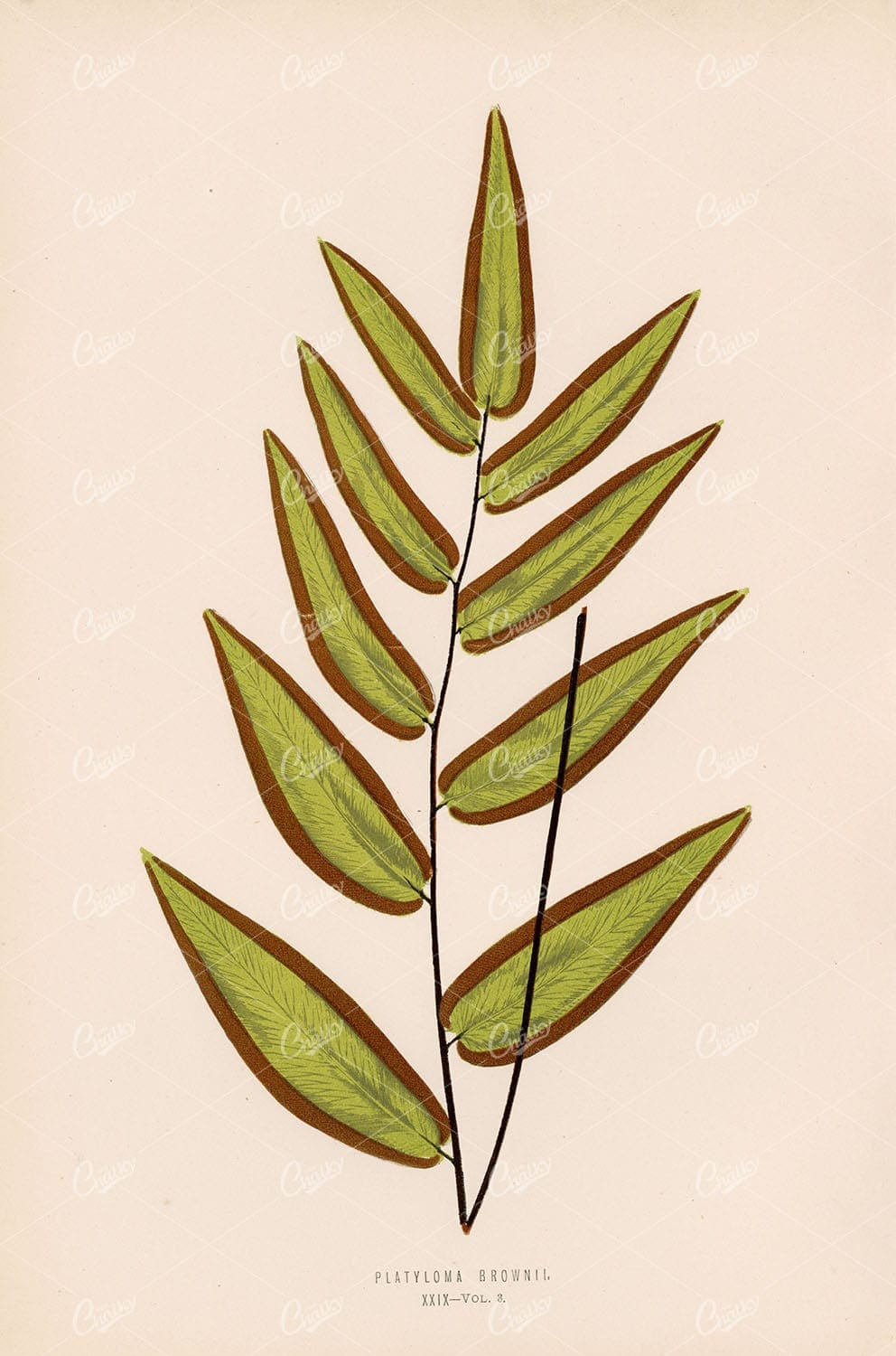 FERN Platyloma Brownii Species by Edward Lowe Plate XXIX