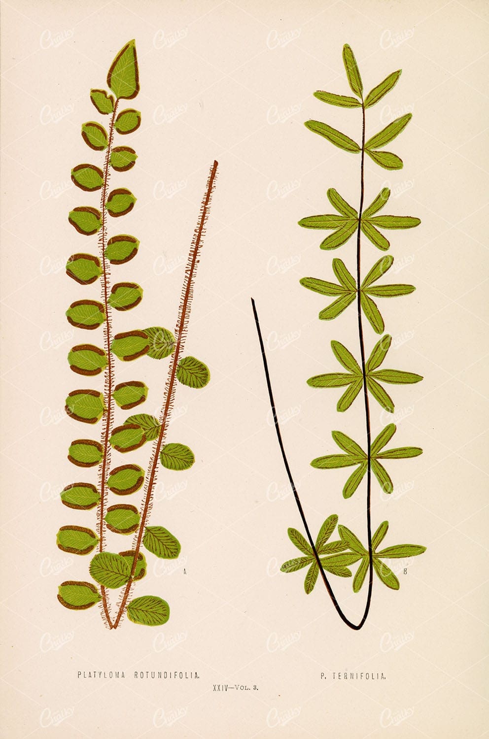 FERN Platyloma Rotundifolia, Ternifolia by Edward Lowe Plate XXIV