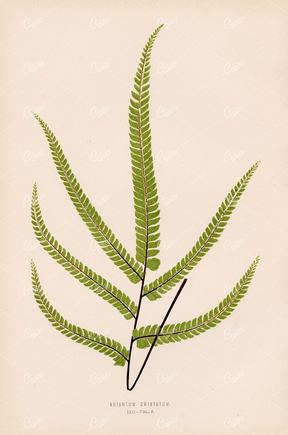 ADIANTUM Cristatum Species Artwork - Vintage Art by Edward Lowe Plate XXII
