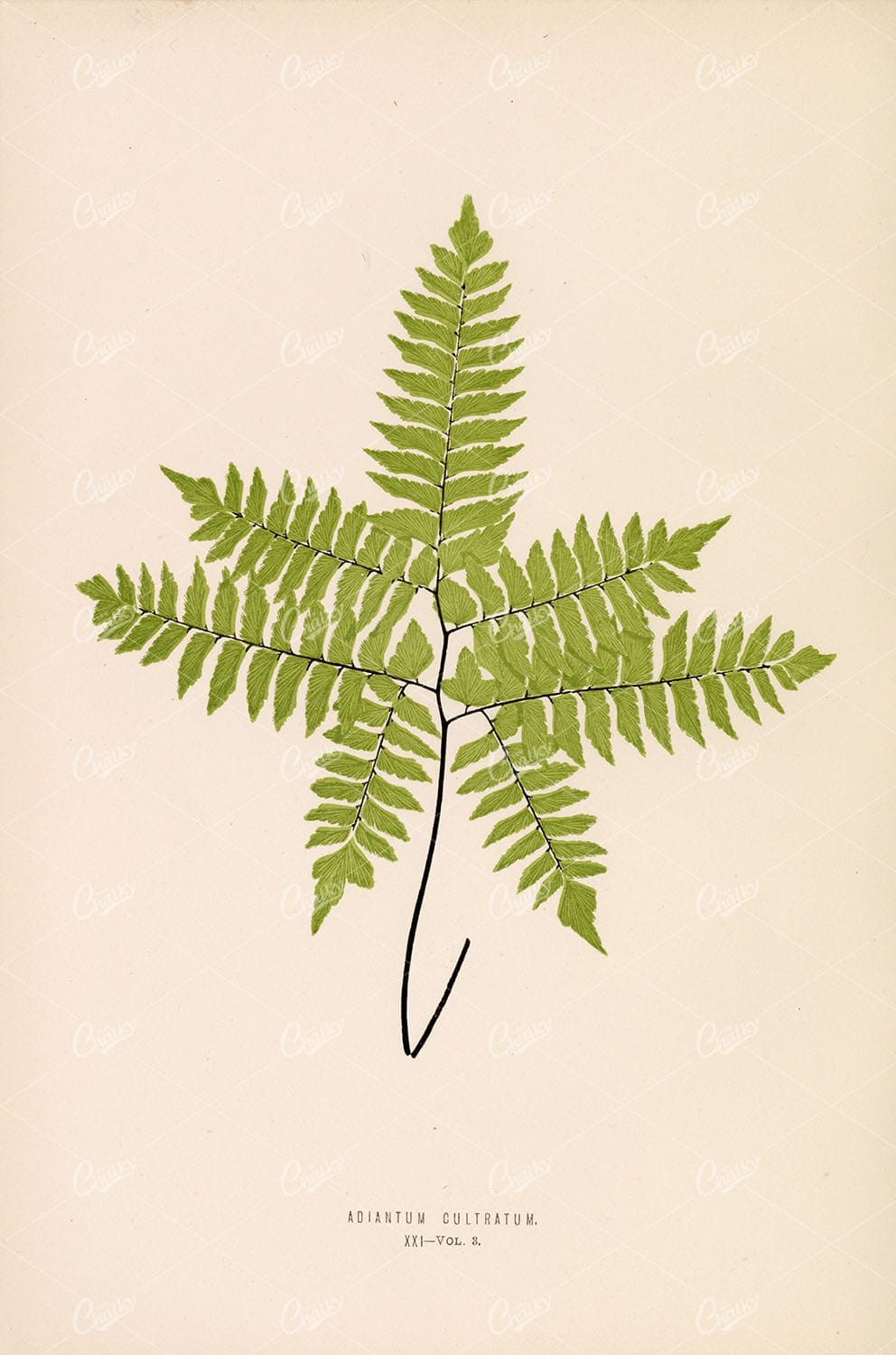EXOTIC and British Fern Species by Edward Lowe, Adiantum Cultratum