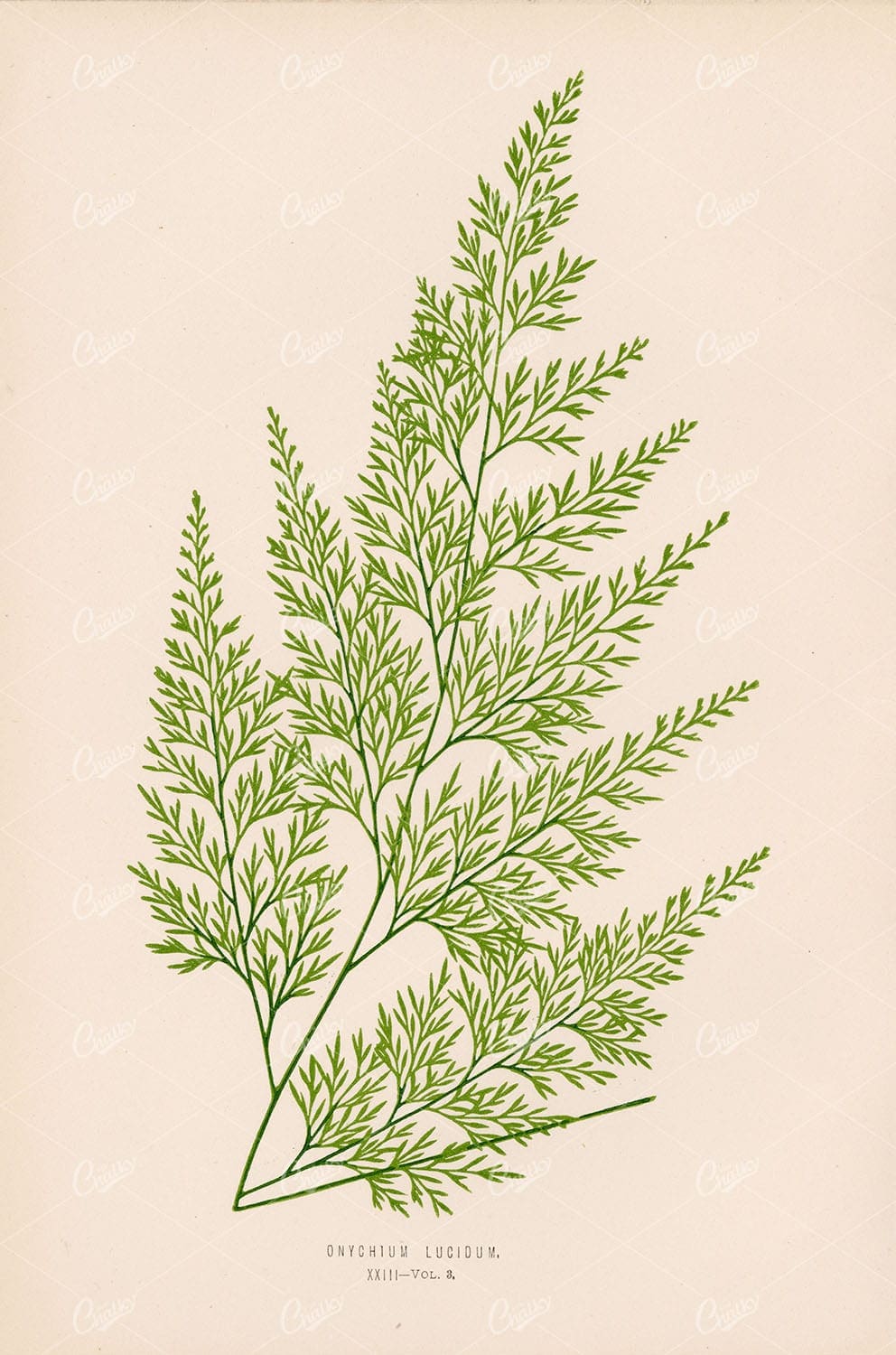 FERN Onychium Lucidum by Edward Lowe, Vintage Wall Art Plate XXIII