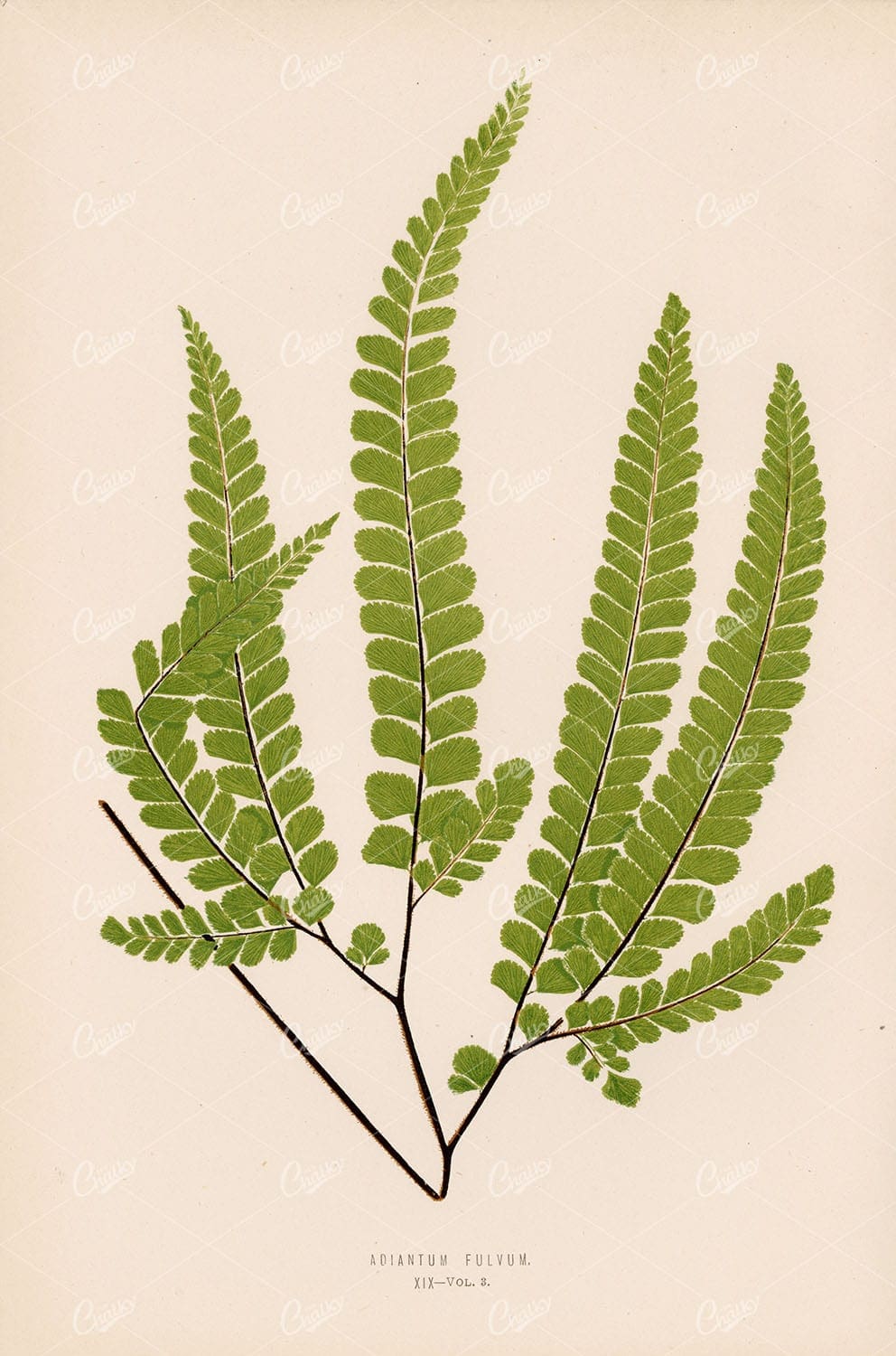 ADIANTUM Fulvum by Edward Lowe. Vintage Wall Art Plate XIX