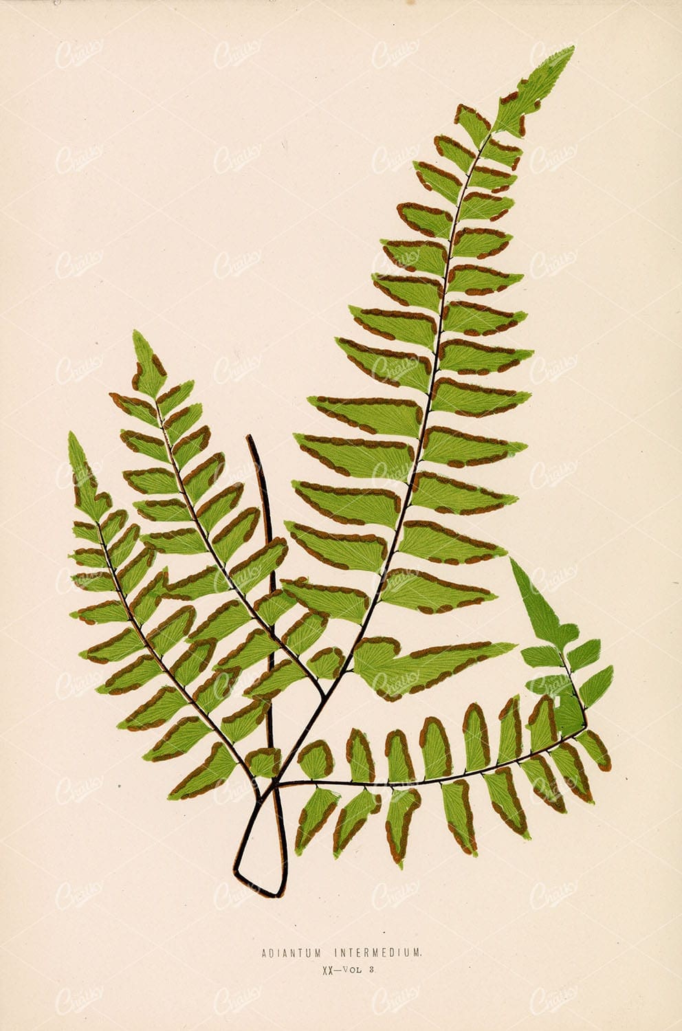 BRITISH and Exotic Ferns by Edward Lowe. Adiantum Intermedium Species