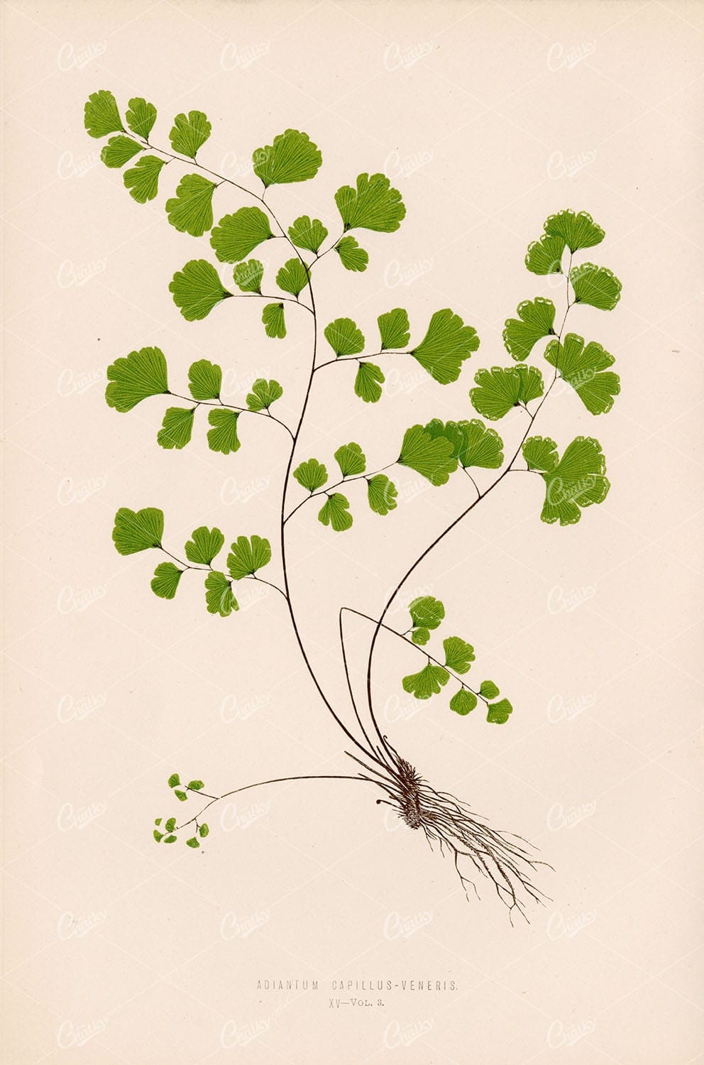 VINTAGE Fern Illustration by Edward Lowe. Adiantum Capillus-Veneris