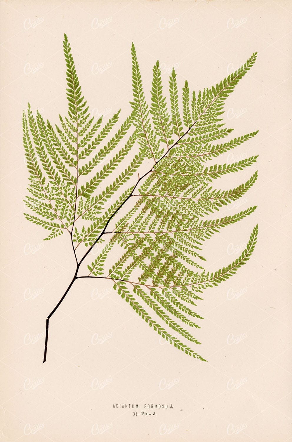 FERN Artwork by Edward Lowe, Adiantum Formosum Plate XI