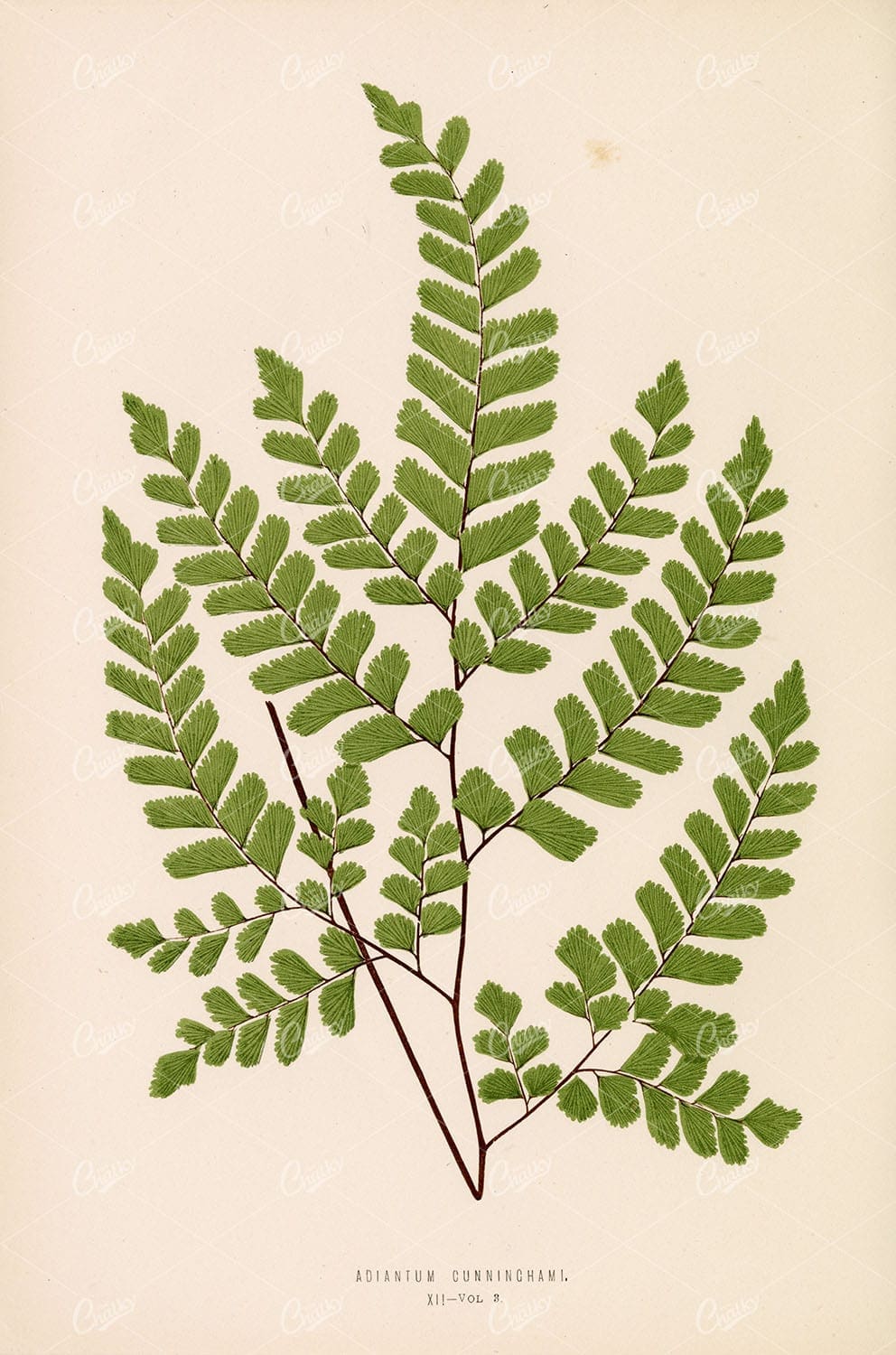 VINTAGE Fern Artwork Edward Lowe, Adiantum Cunninghami