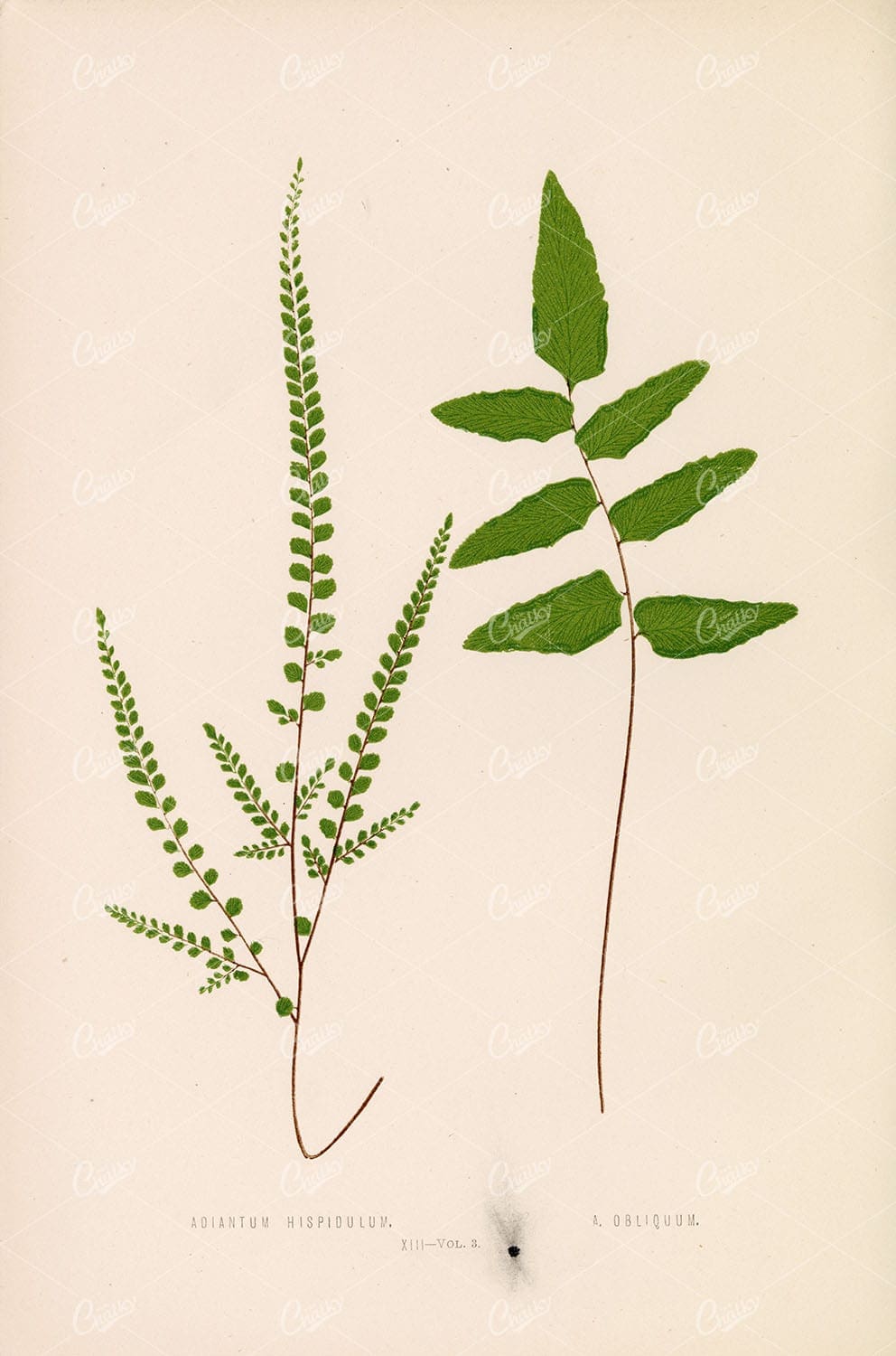 VINTAGE Artwork by Edward Lowe, Multiple Species. Plate XIII