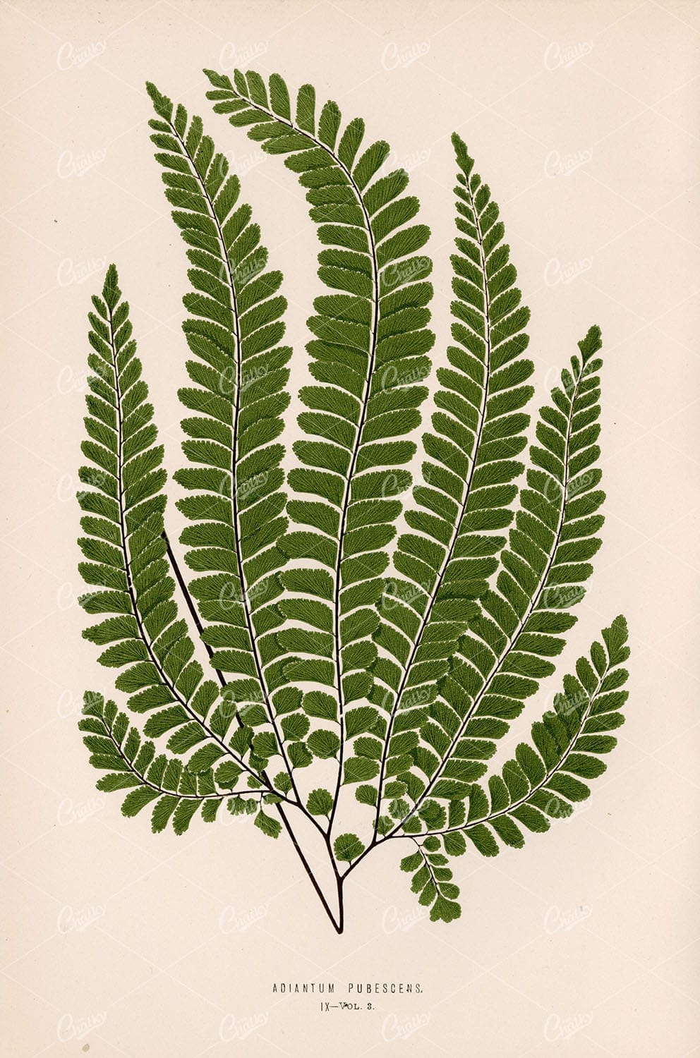 VINTAGE Artwork by Edward Lowe, Adiantum Pubescens Plate IX