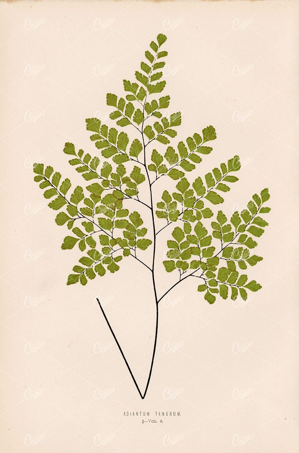 FERN Artwork by Edward Lowe, Adiantum Tenerum Plate X Vol.3