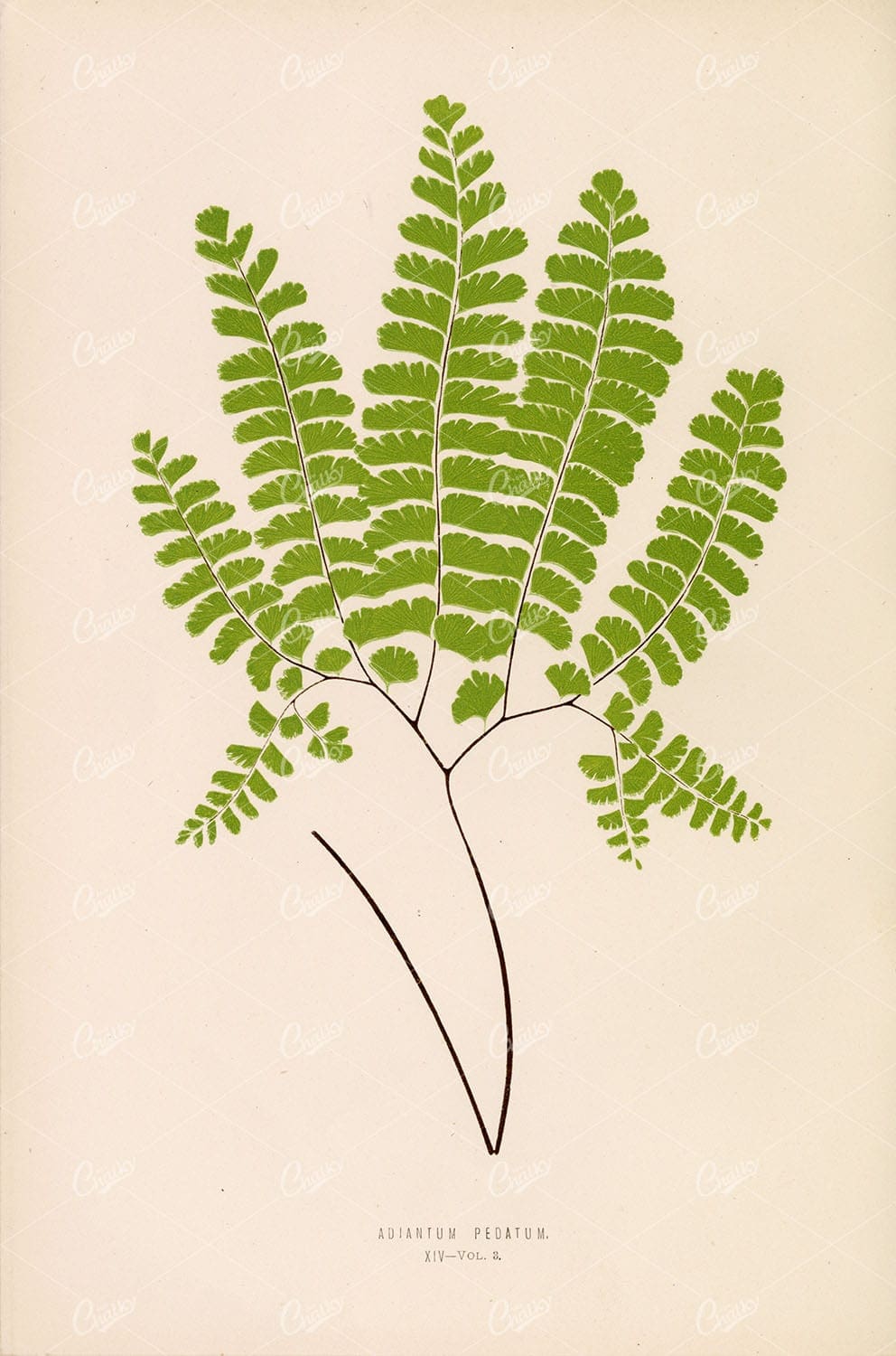 ADIANTUM Pedatum Fern Species Artwork by Edward Lowe Plate XIV