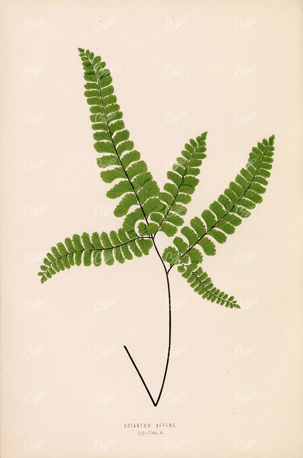 EDWARD Lowe, Adiantum Affine Fern Species Artwork Plate VII