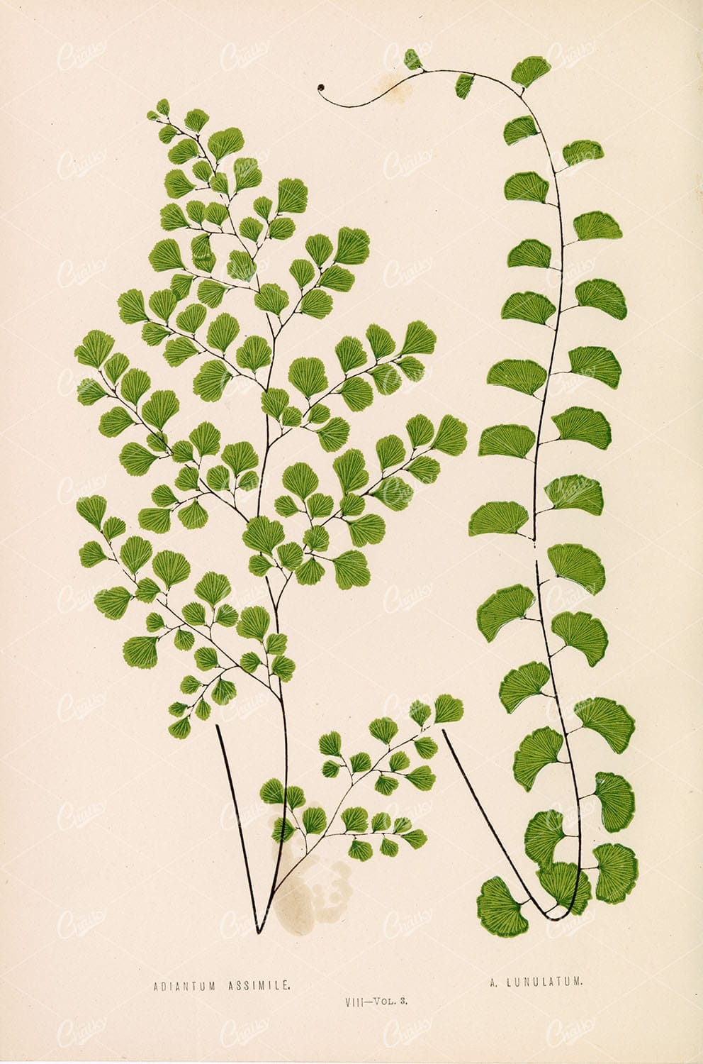 LOWE, Edward. Aditantum Assimile and Lunulatum Artwork Plate VIII