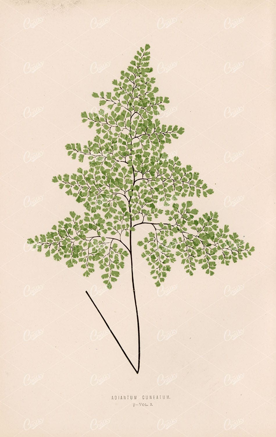 EDWARD Lowe, Vintage Botanical Artwork. Adiantum Cuneatum Plate V