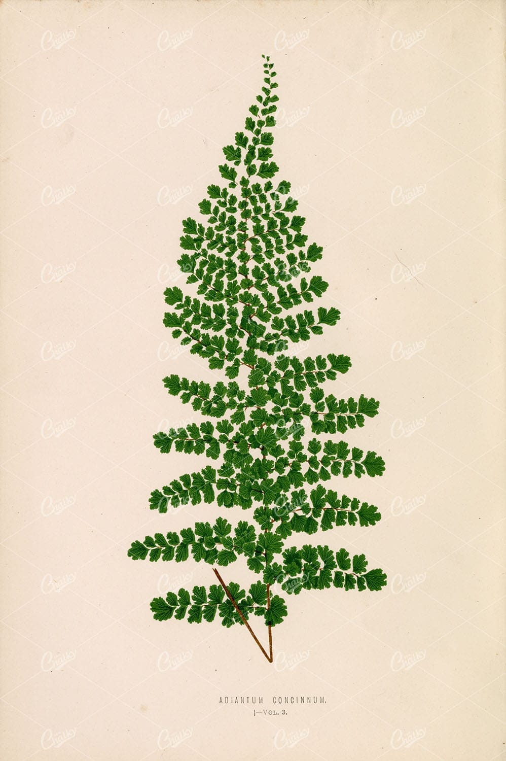 EDWARD Lowe, Vintage Botanical Artwork. Adiantum Concinnum Plate I