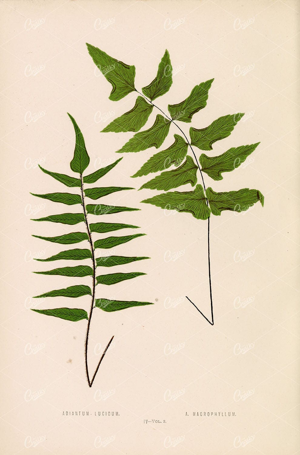 LOWE, Edward Joseph, Fern Illustration. Adiantum Species Artwork Plate II