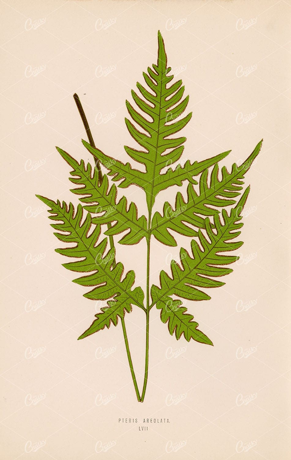 BOTANICAL Vintage Illustration by Edward Lowe. Pteris Areolata, Plate LVII