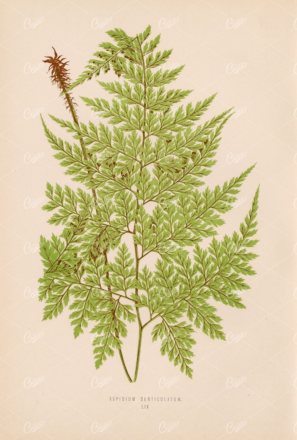 BOTANICAL Aspidium Denticulatum by Edward Lowe. Plate LIX