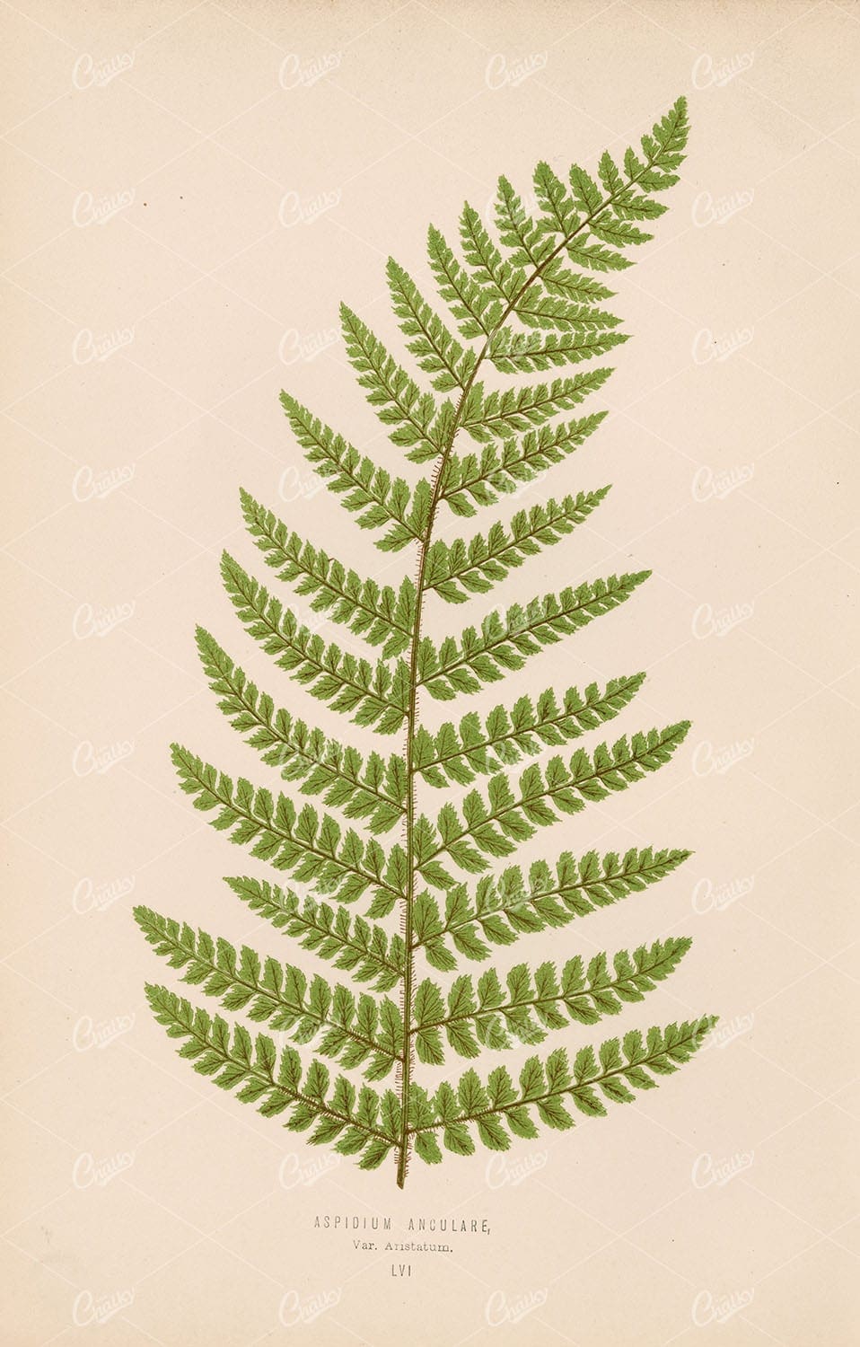 FERN Artwork by Edward Lowe. Aspidium Anculare Species Plate LVI