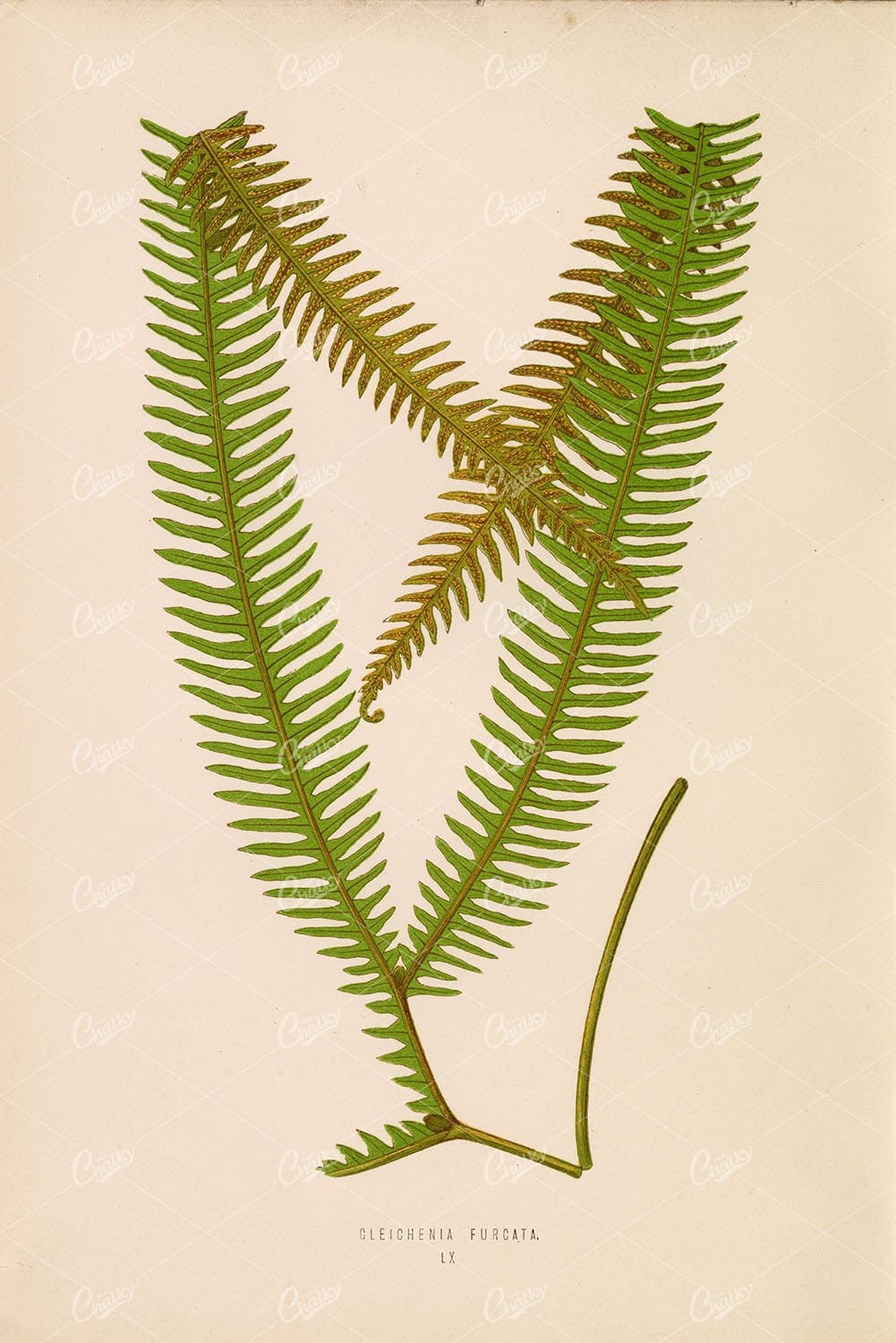 GLEICHENIA Furcata Fern Species Artwork by Edward Lowe Plate LX