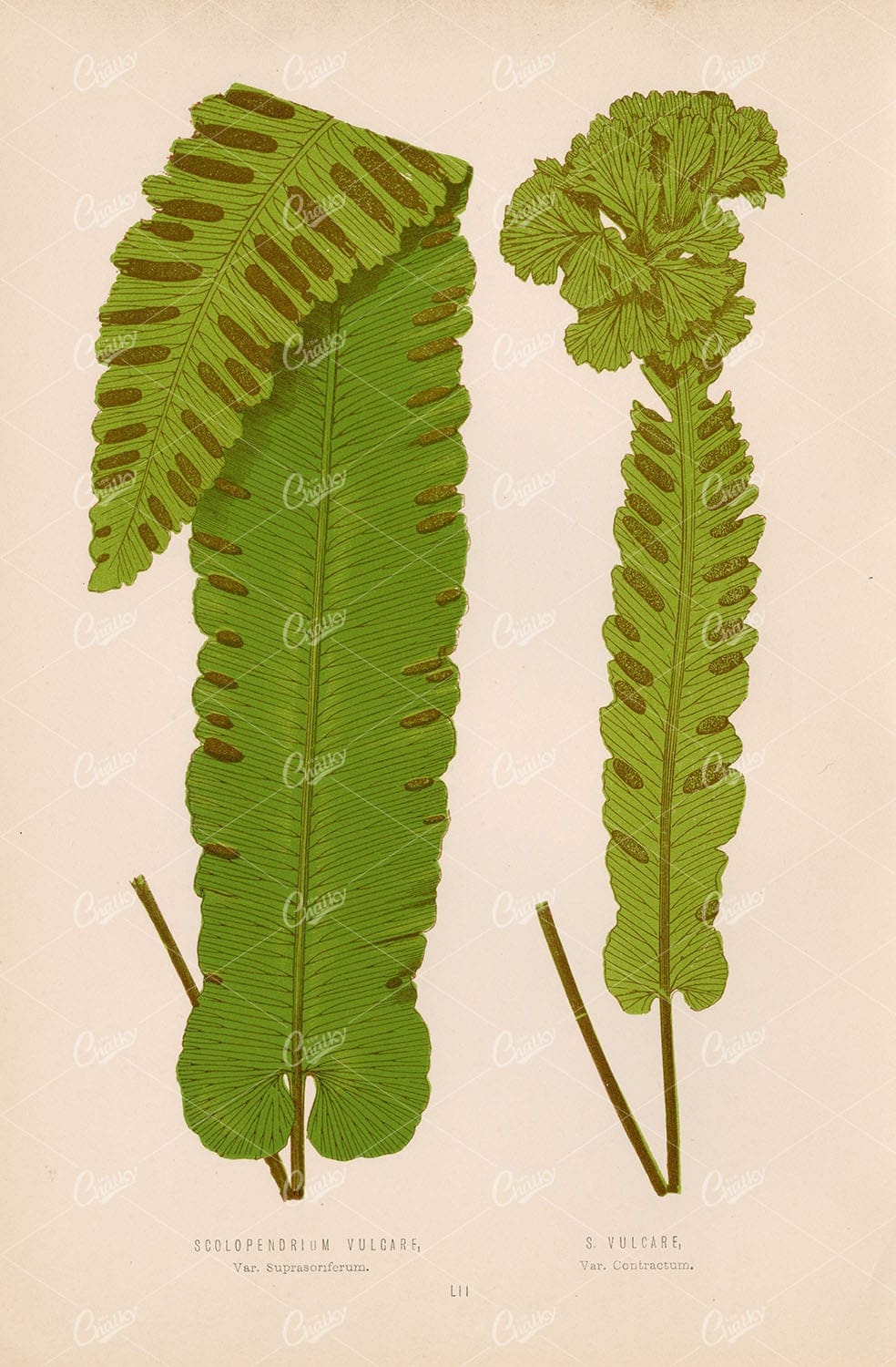 VINTAGE Fern Wall Art by E.Lowe. Scolopendrium Fern Species Plate LII