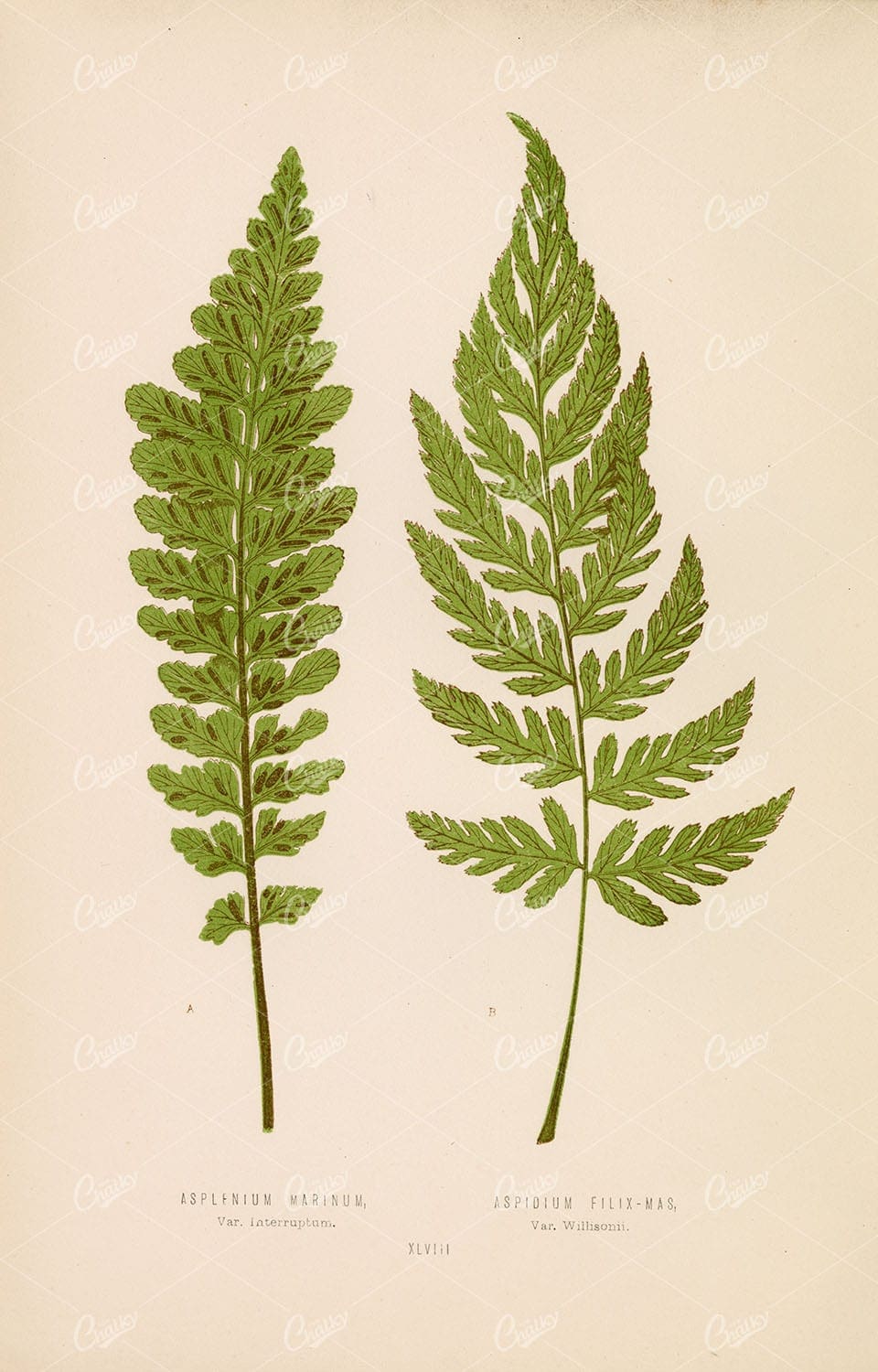 19TH CENTURY Botanical Wall Art by Edward Lowe. Multiple Fern Species