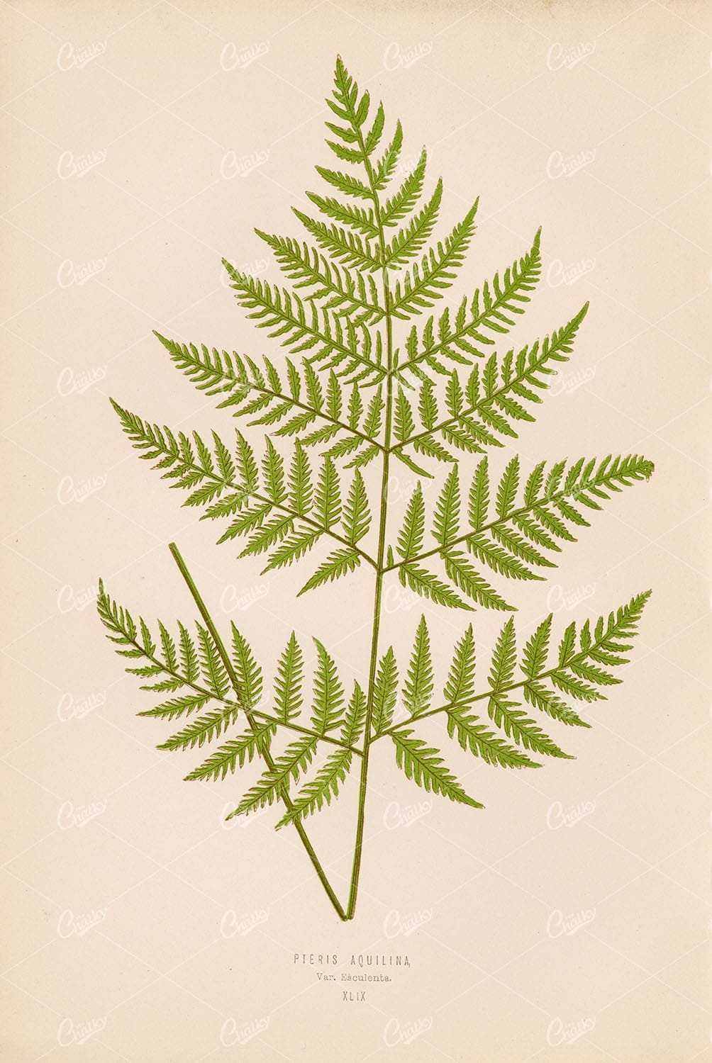 1856 Artwork by Edward Lowe - Pteris Aquilina Fern Species
