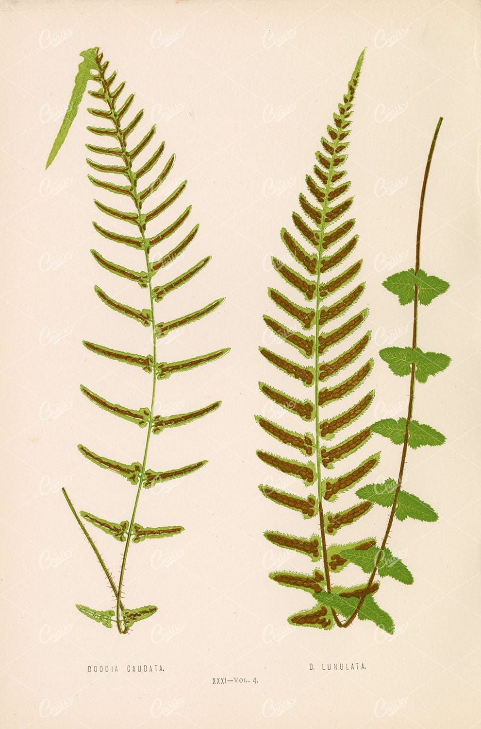 VINTAGE Botanical Stock Image by Edward Lowe, Doodia Fern Species Plate XXXI