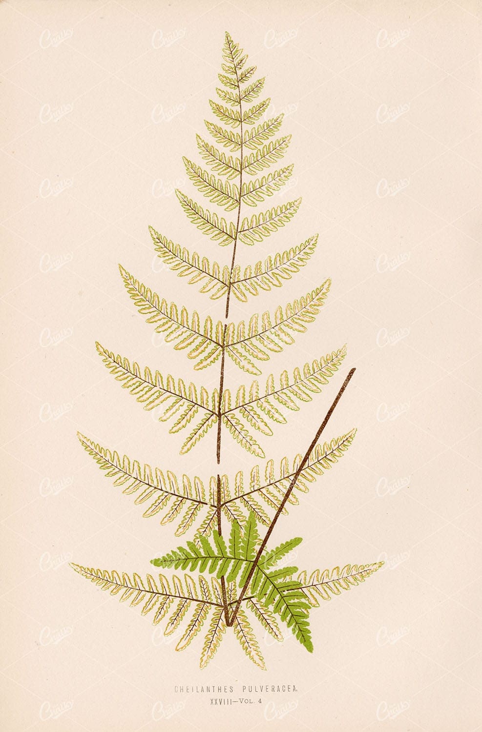BOTANICAL Wall Art by Edward Lowe, Cheilanthes Pulveracea Plate XXVIII
