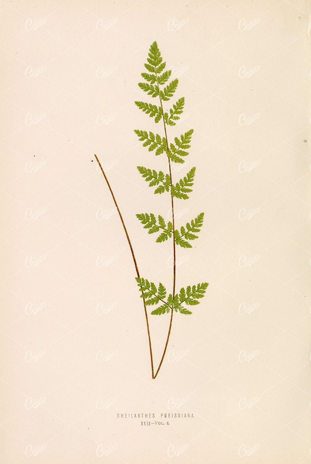 BOTANICAL Artwork by Edward Lowe, Cheilanthes Preissiana Plate XXIX