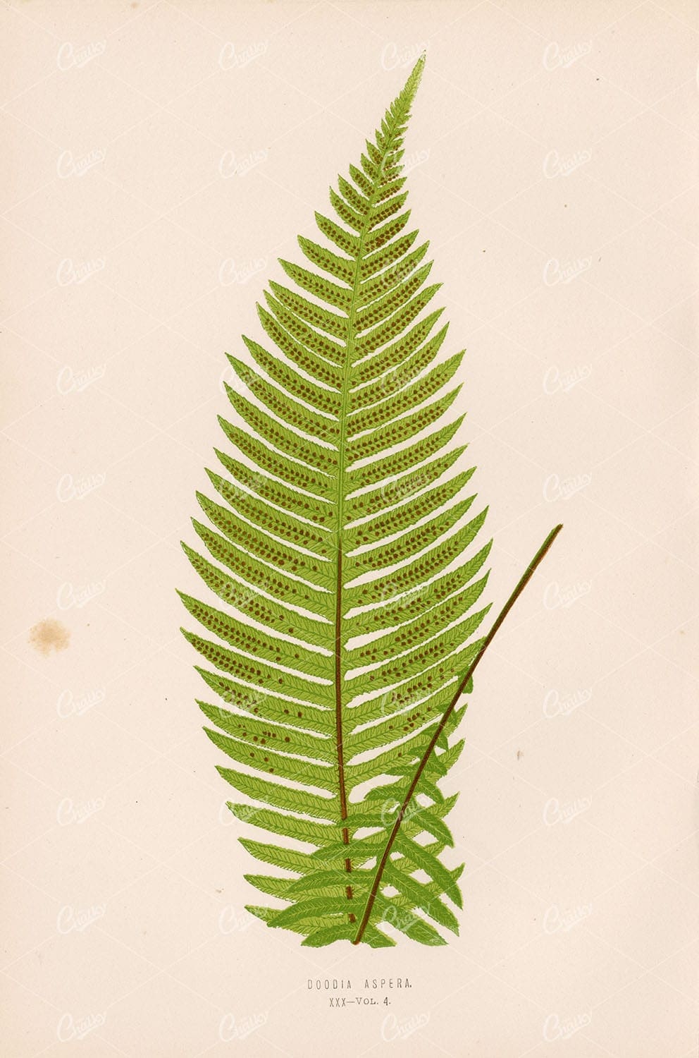 BOTANY Illustration by Edward Lowe, Doodia Aspera Plate XXX Vol.4