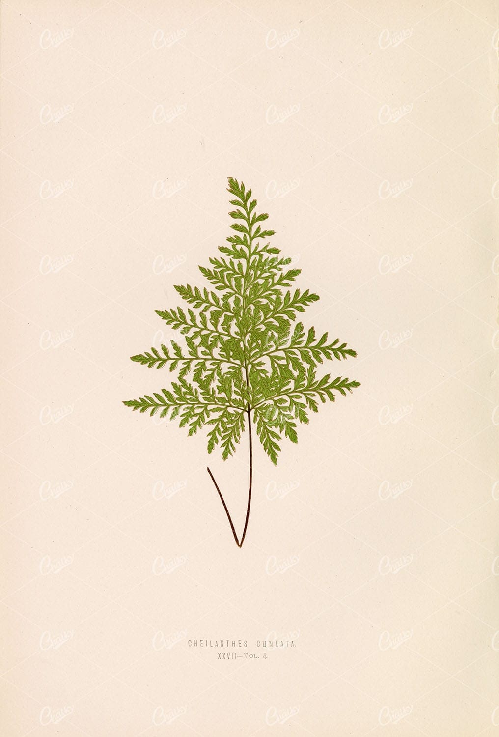 BOTANY Illustration by LOWE, Edward. Cheilanthes Cuneata Plate XXVII