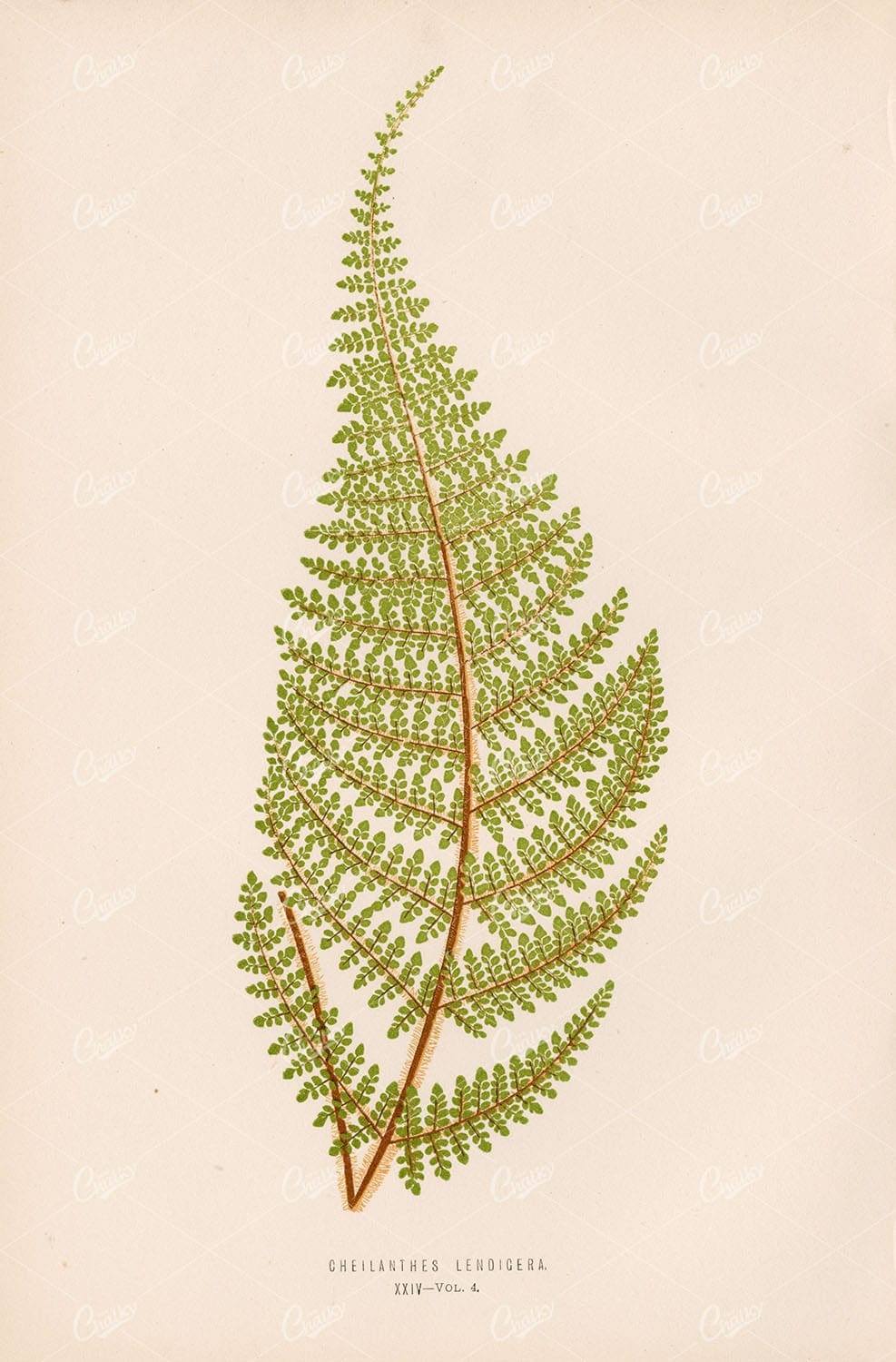VINTAGE Botanical Illustration by LOWE, E. Cheilanthes Lendigera Plate XXIV