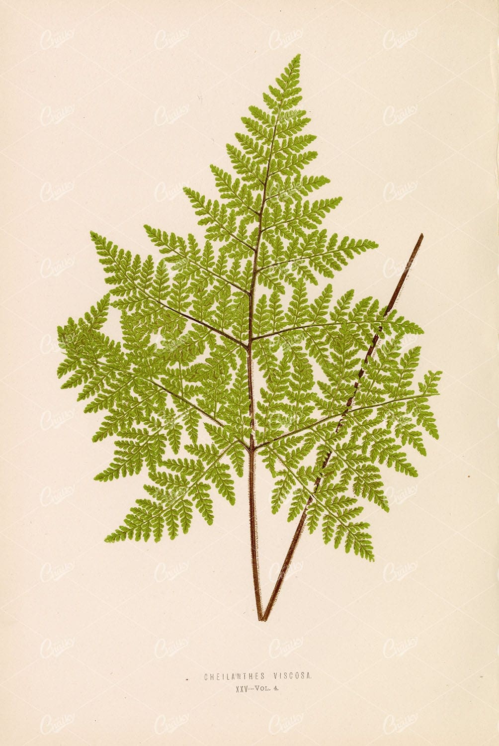 VINTAGE Botanical Illustration by LOWE, E. Cheilanthes Viscosa Plate XXV